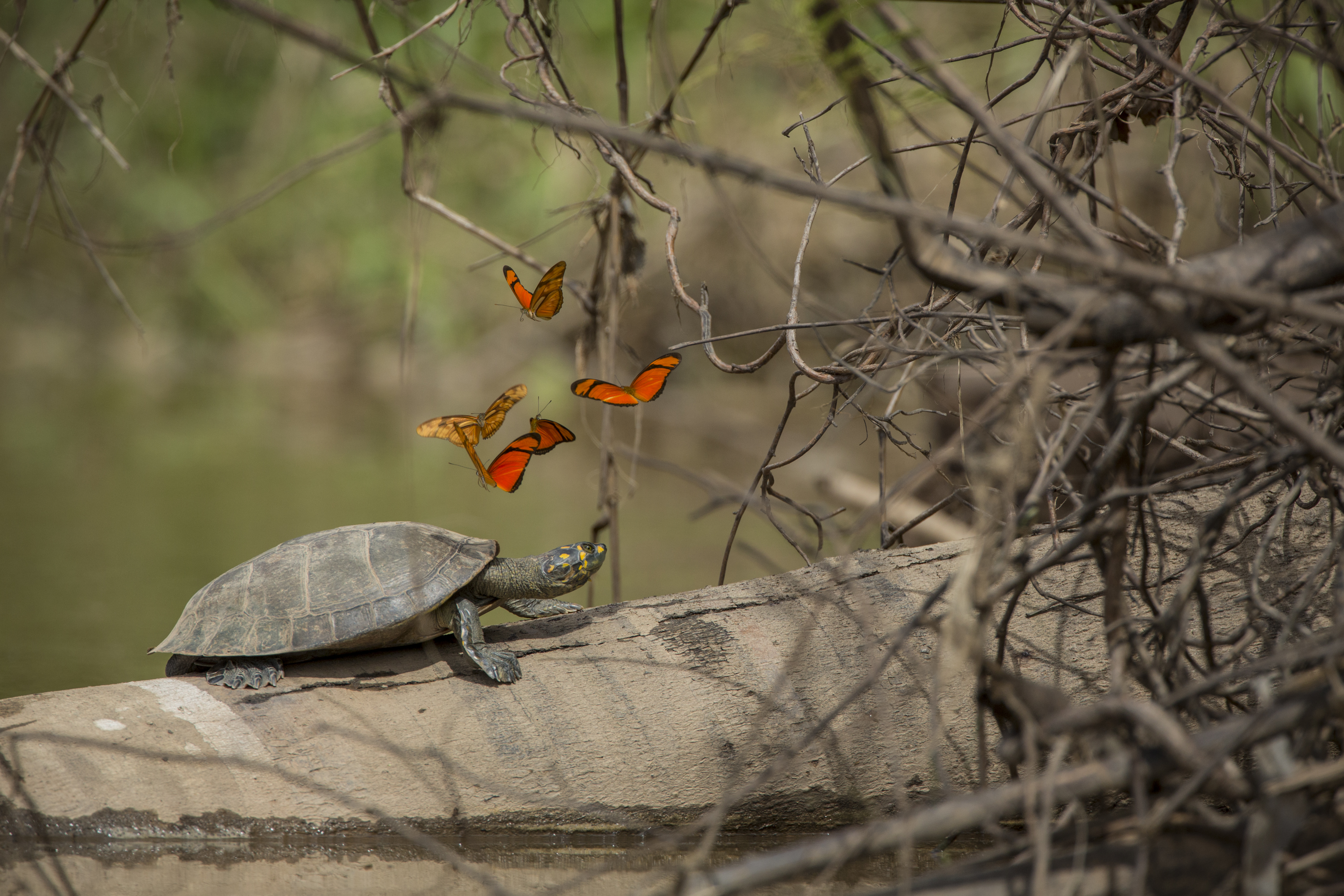 Vlinders vliegen boven een schildpad in Peru