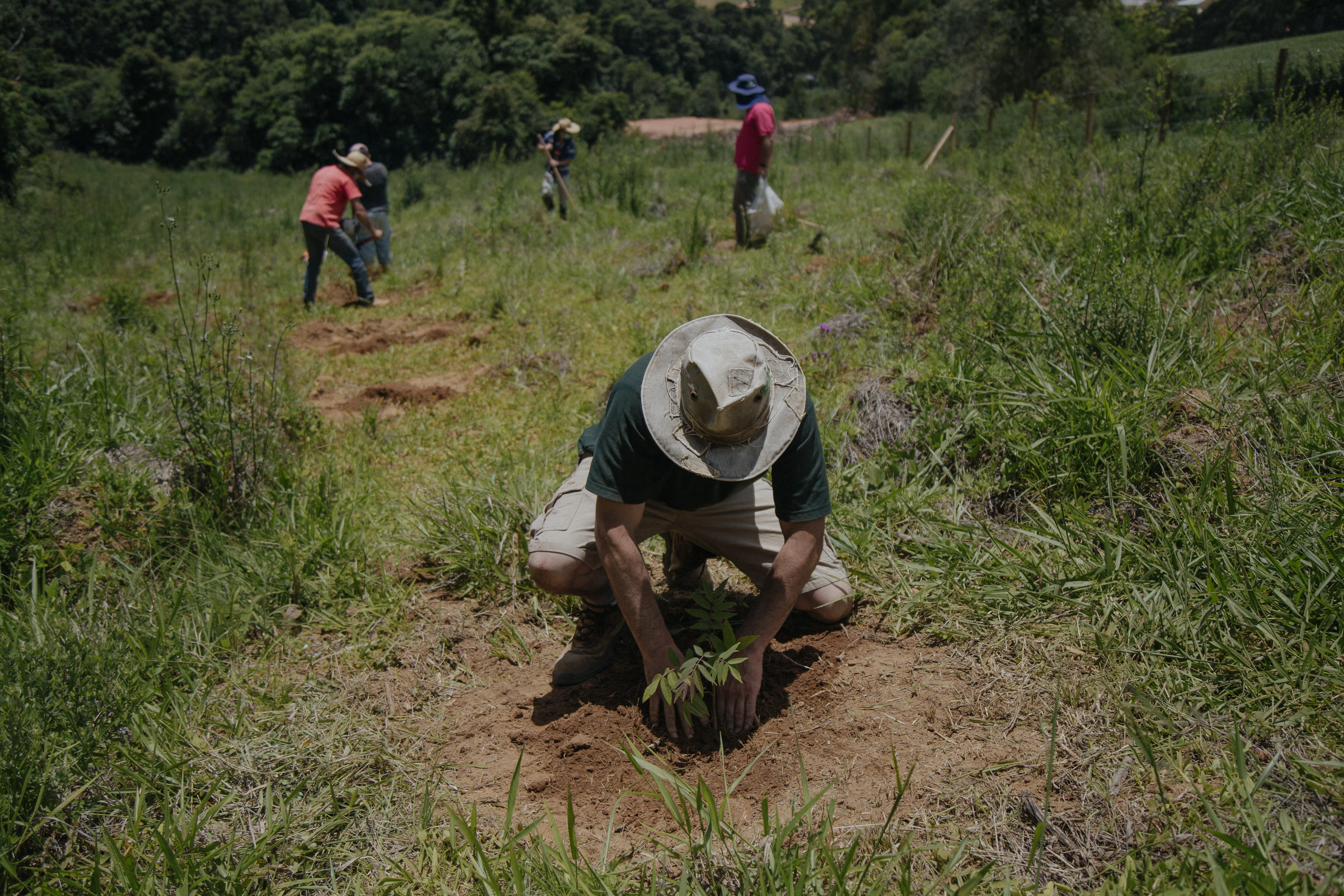 3. Cedrela fissilis (Cedro-rosa).jpg