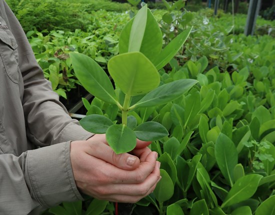Klein boompje in hand