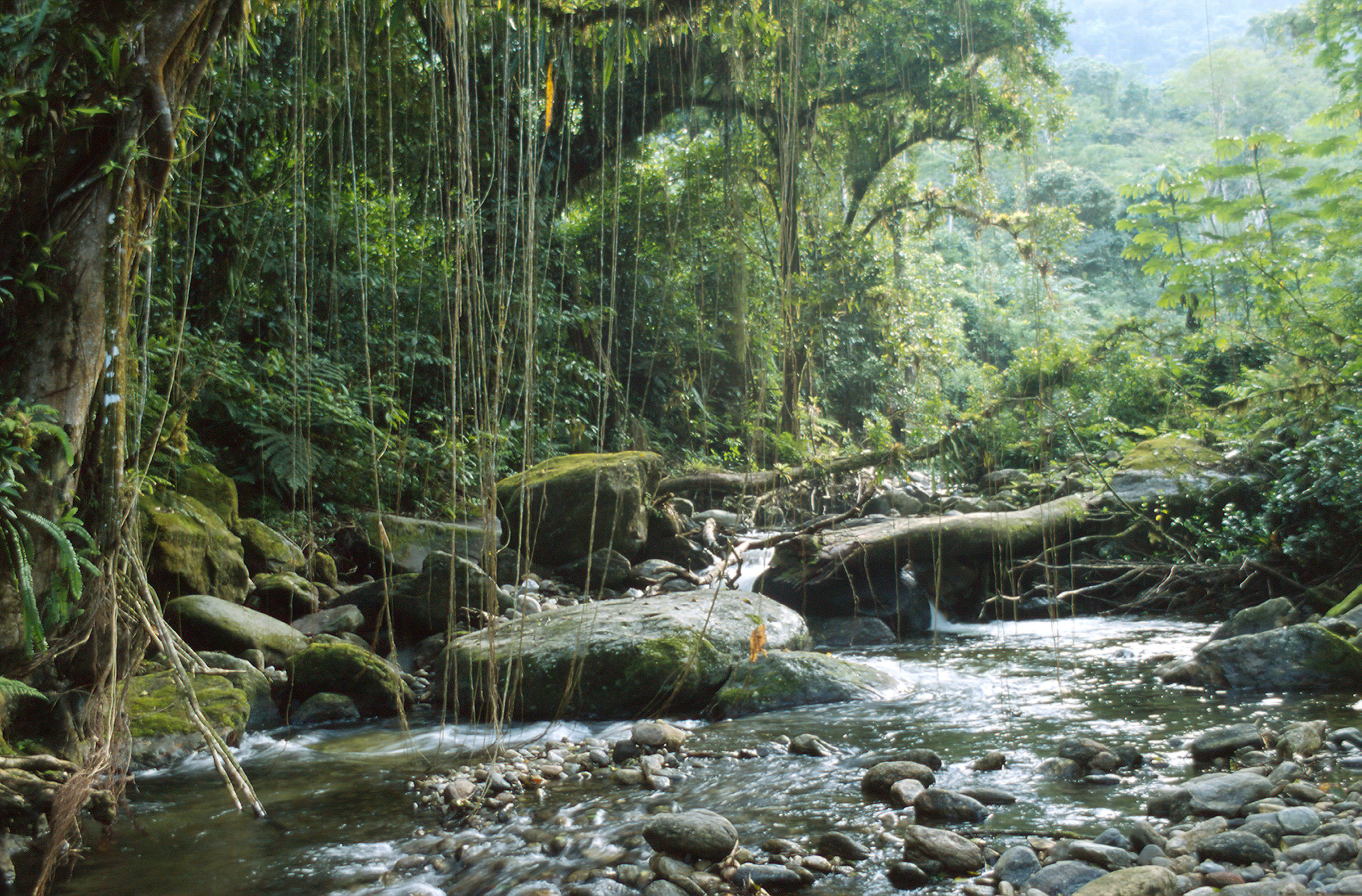 Nationaal Park Serra da Bocaina, Atlantisch regenwoud