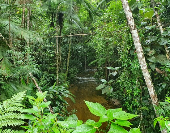 Atlantisch Regenwoud