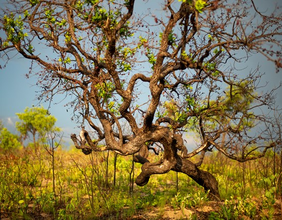 Een eenzame boom met vele vertakkingen in een veld in in de Cerrado, Brazilié