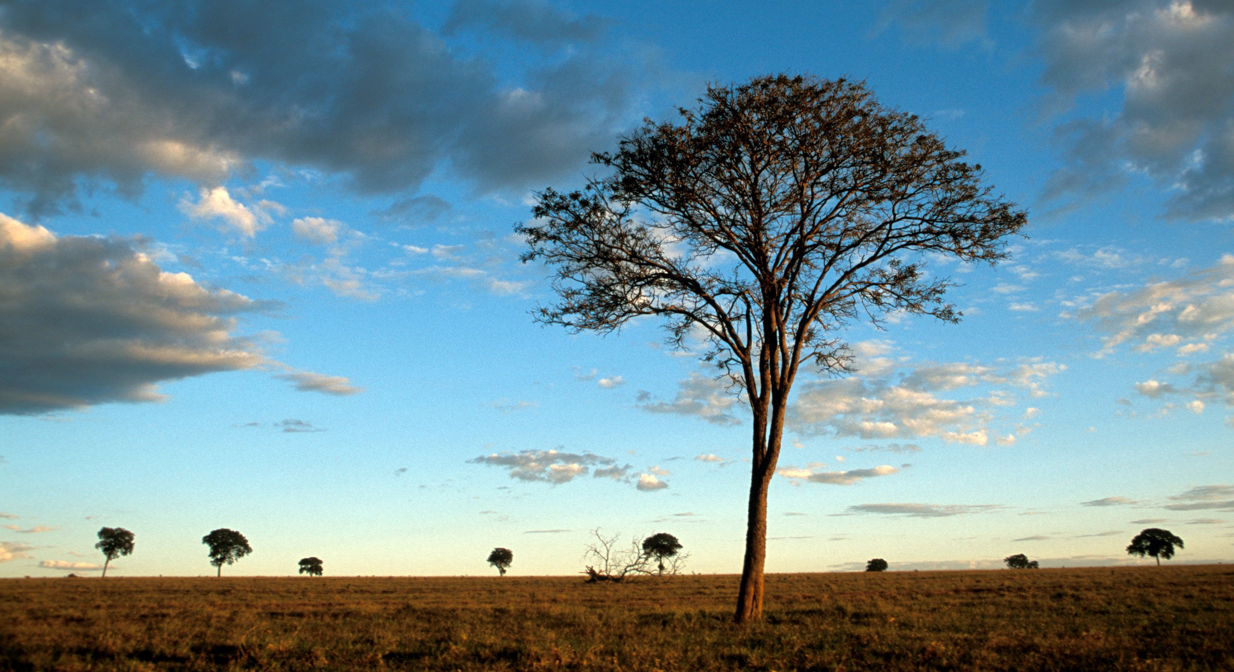 Schemering over de Cerrado