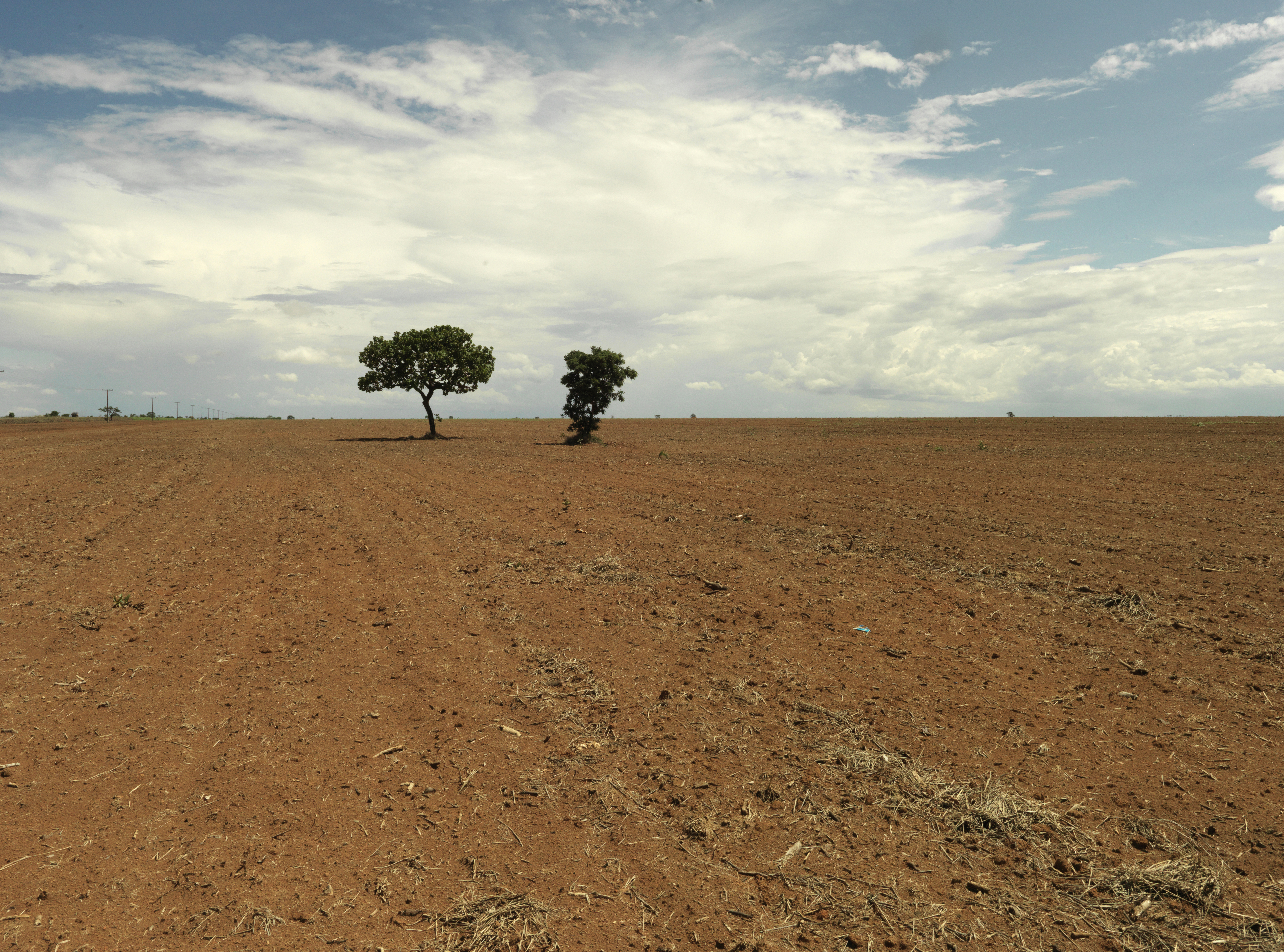 Droog land, soja-plantage, twee bomen in het veld, Cerrado, Brazilië