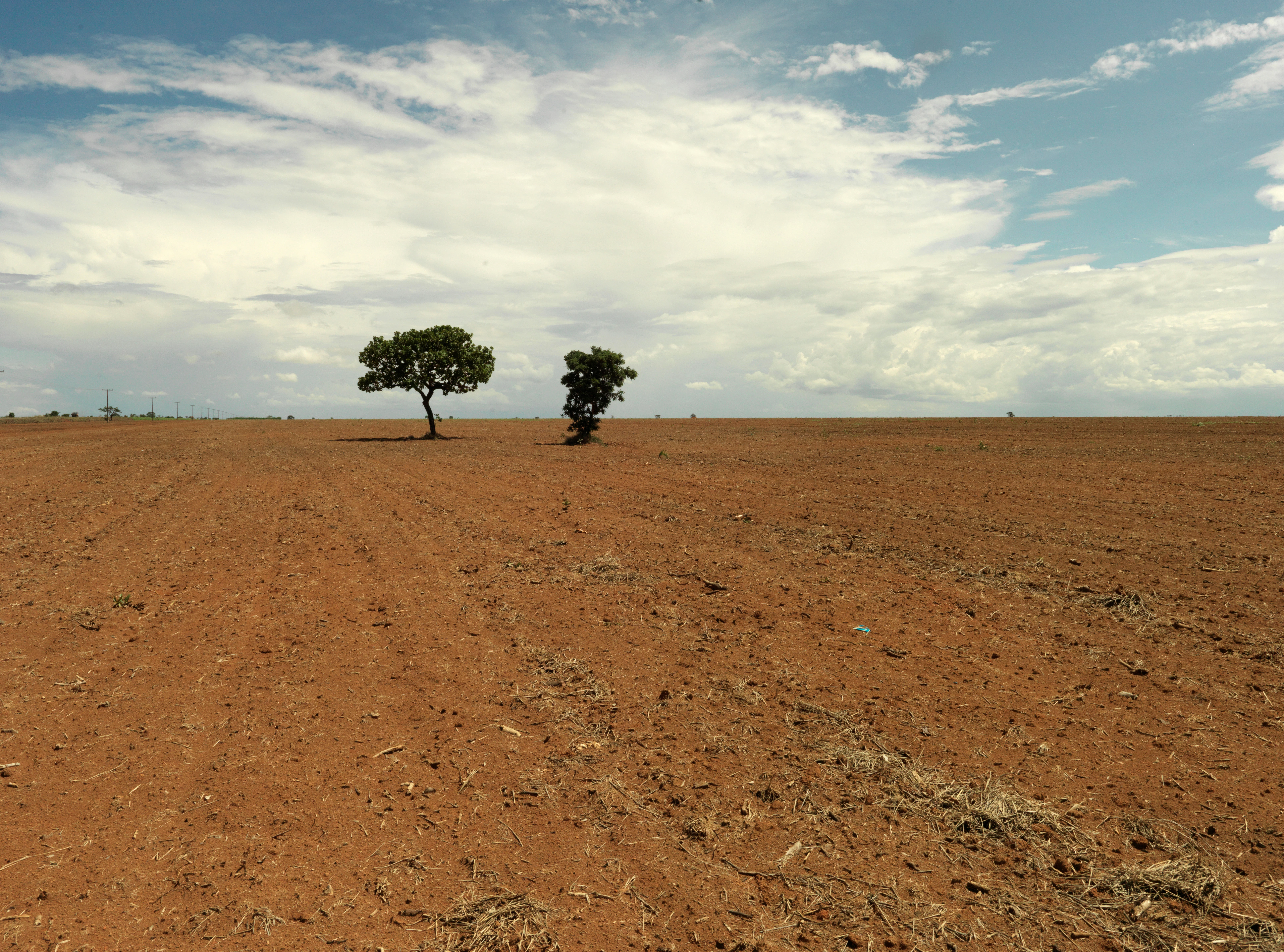 Soja, landbouwgrond met boom, Cerrado WW287359.jpg
