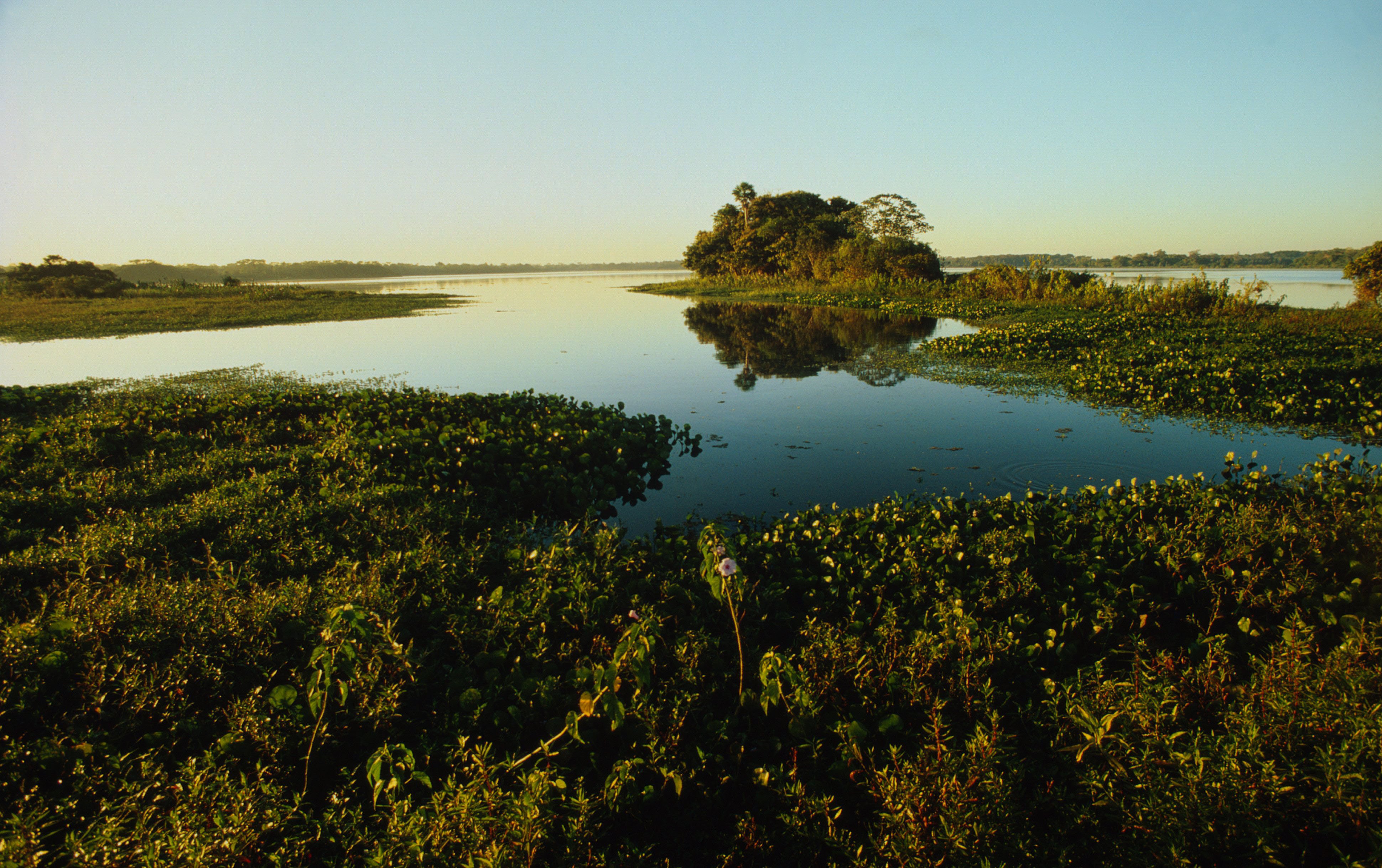 Pantanal water