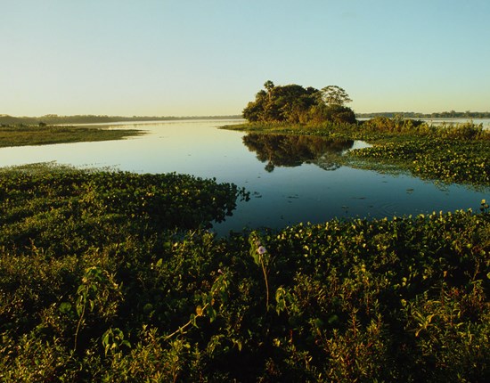Pantanal water