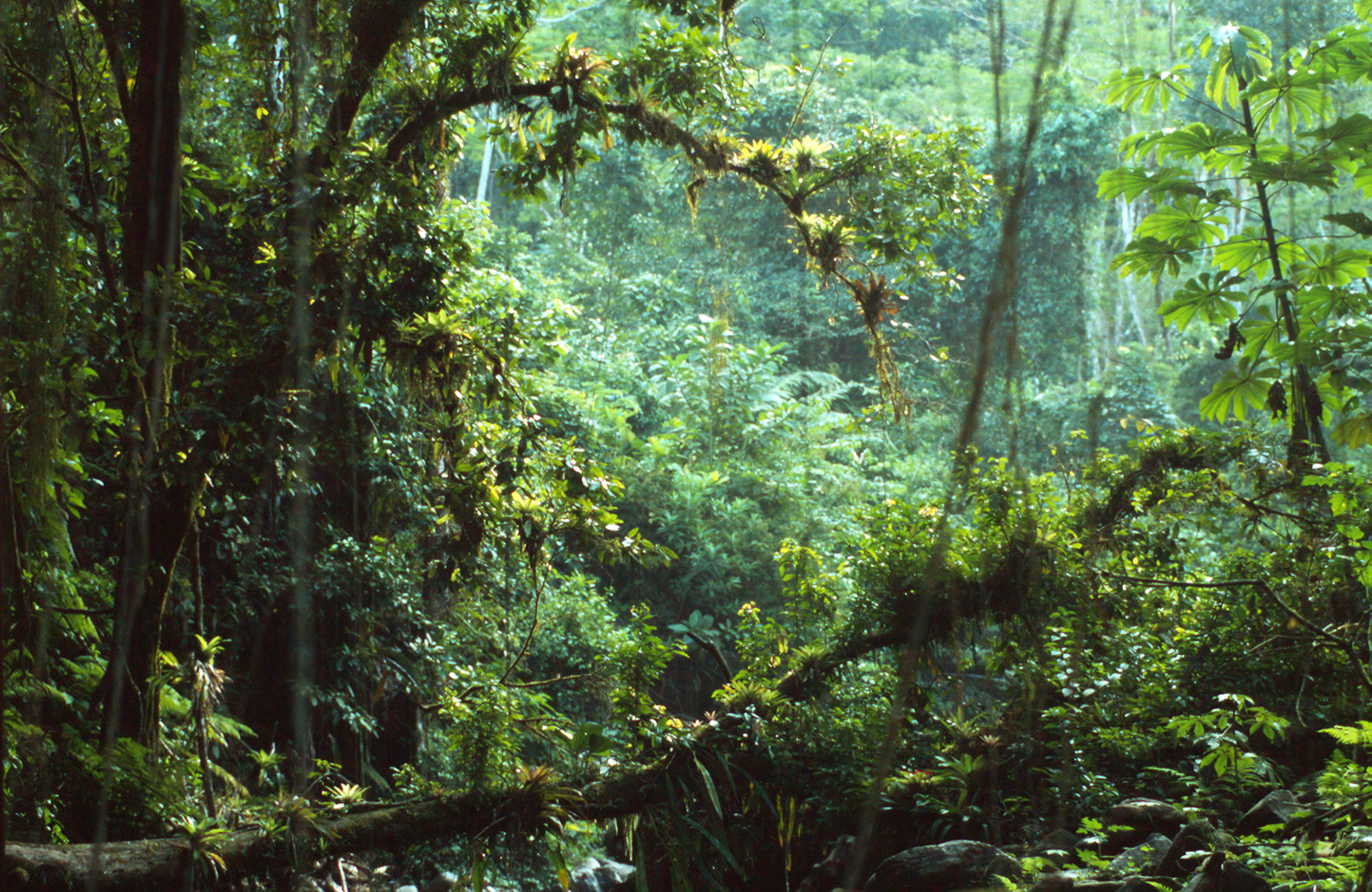 Serra da Bocaina National Park Atlantic Rainforest São Paulo State, Brazilië