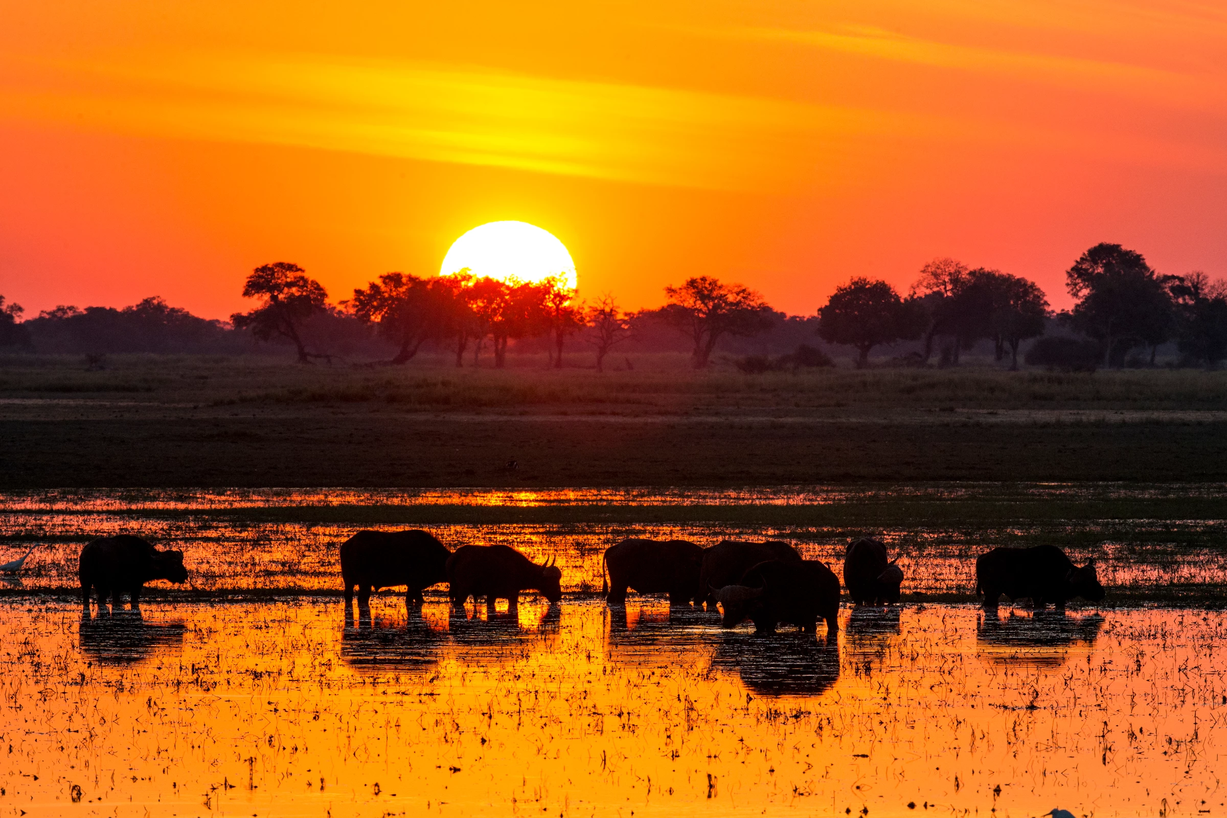 Buffels in het water Zambezi WW1107236