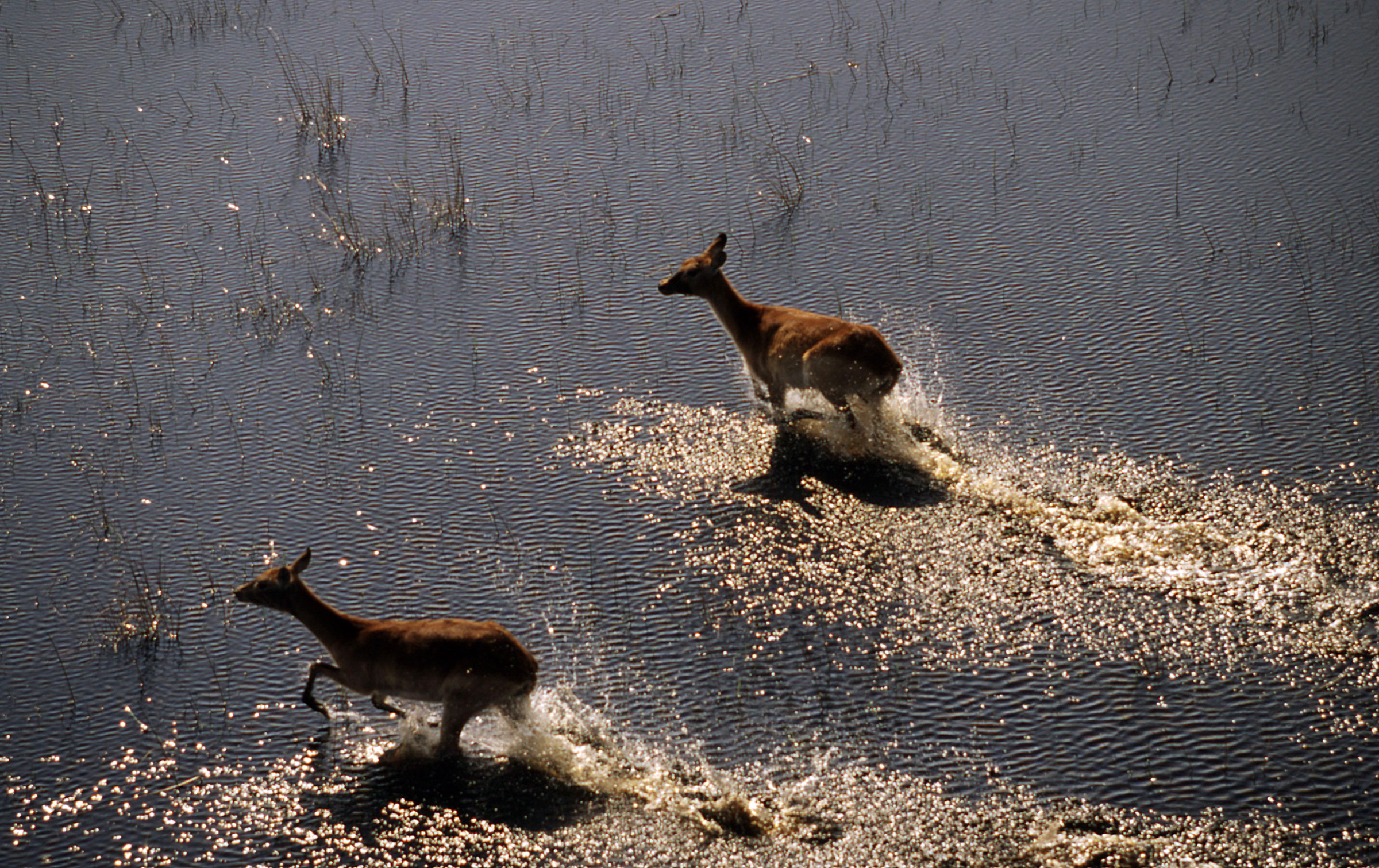 Luchtfoto herten lopen door het water