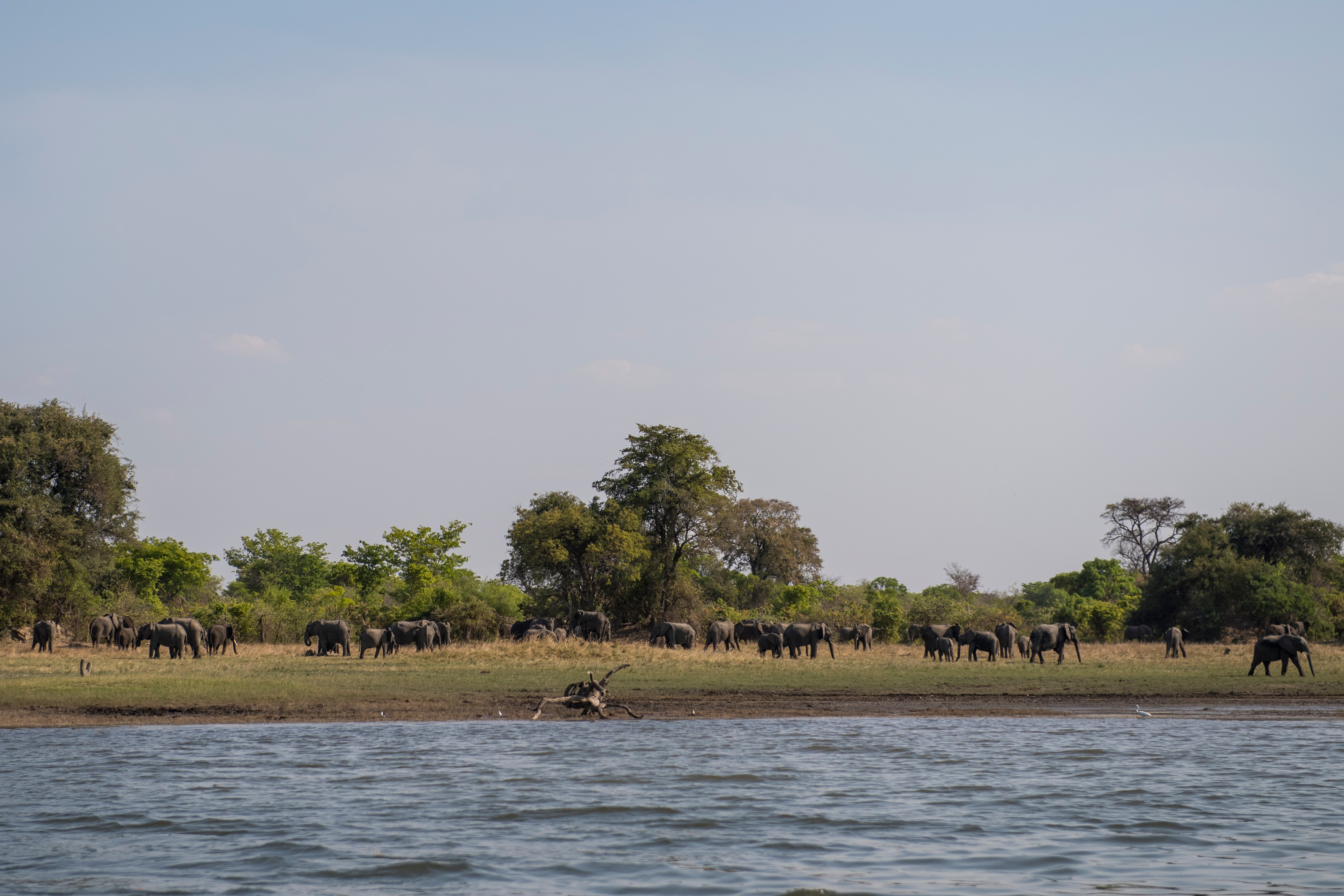 Afrikaanse olifanten bij dam in Zambia Kafue Flats