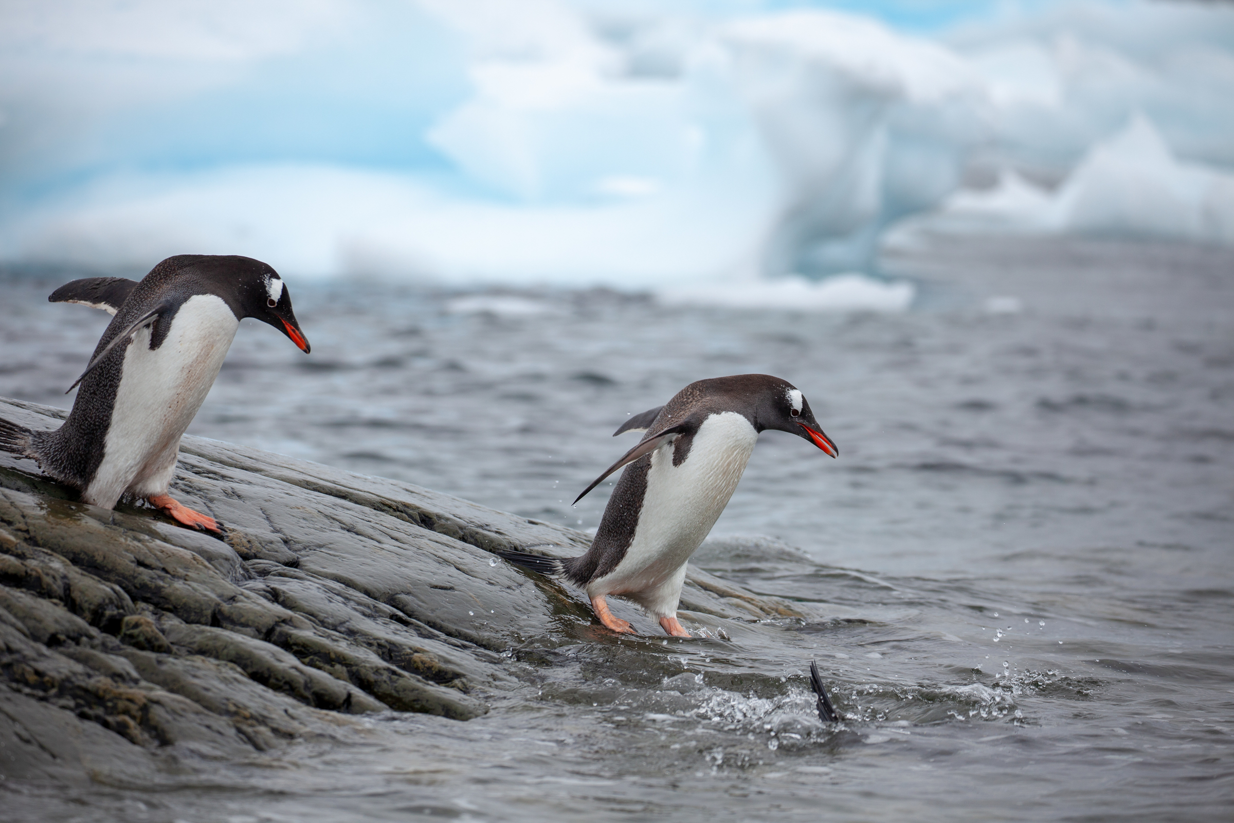 Ezels pinguïns gaan het water in