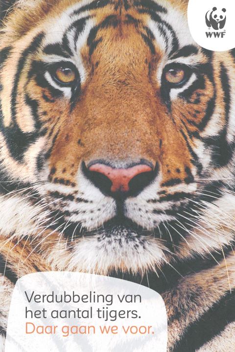 Close-up tijger met de tekst 'Verdubbeling van het aantal tijger. Daar gaan we voor'