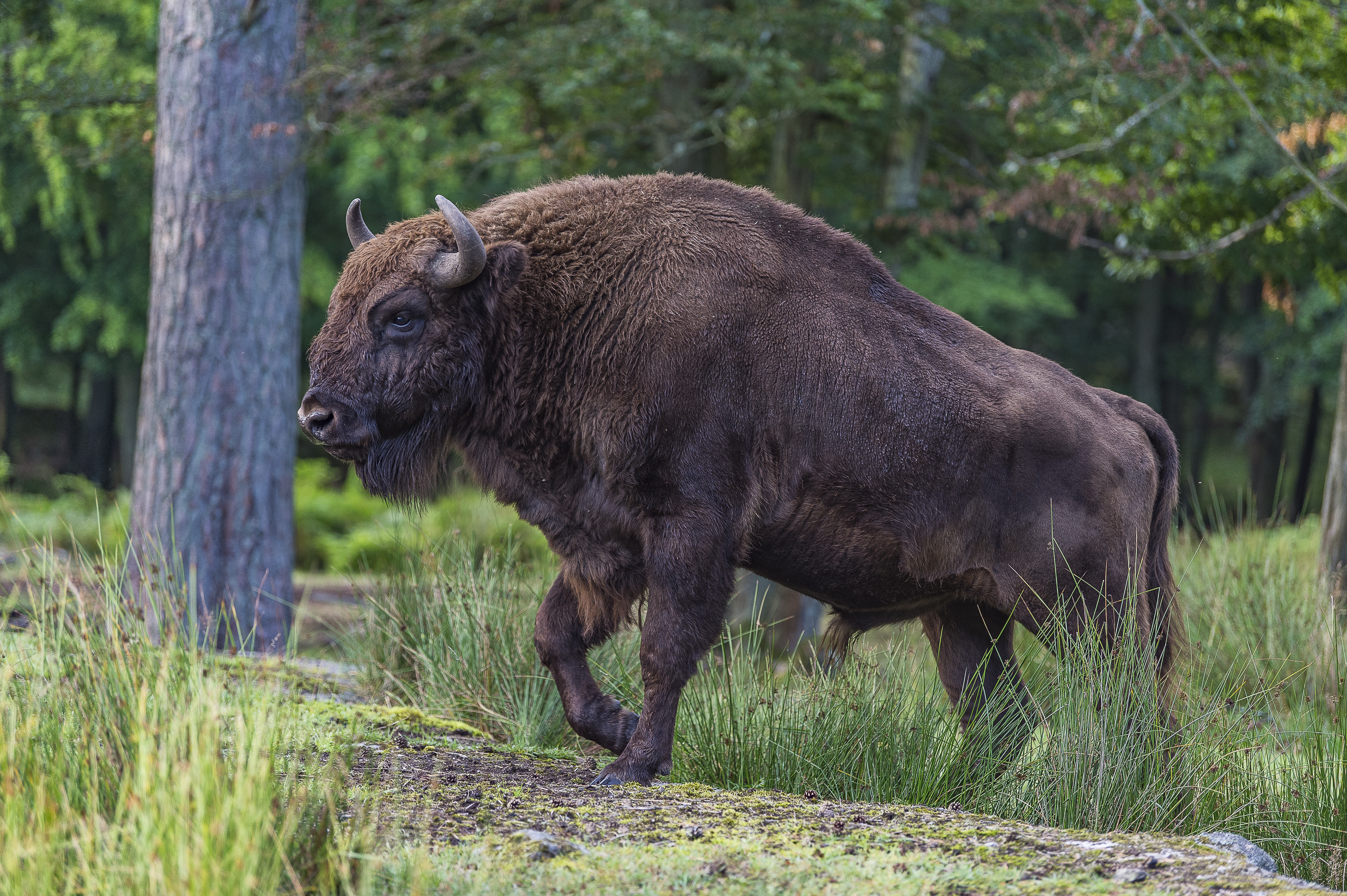 Europese bison in het bos
