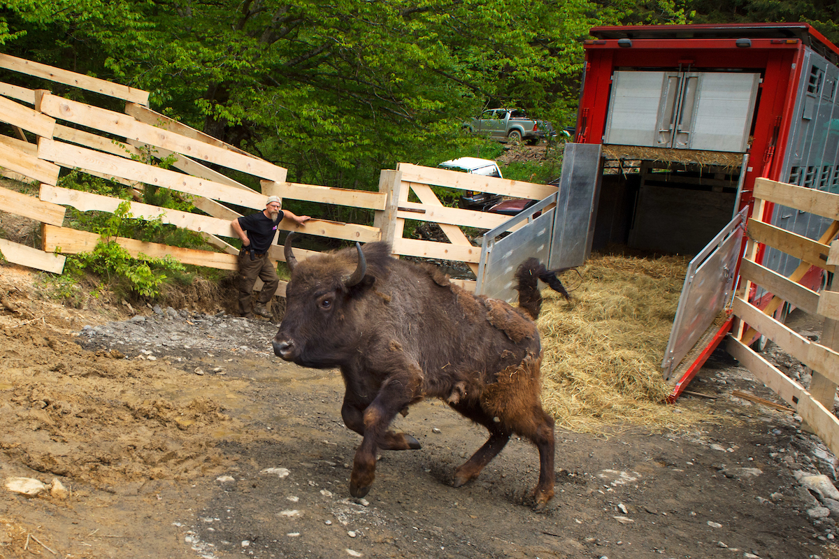 Bison wordt vrijgelaten