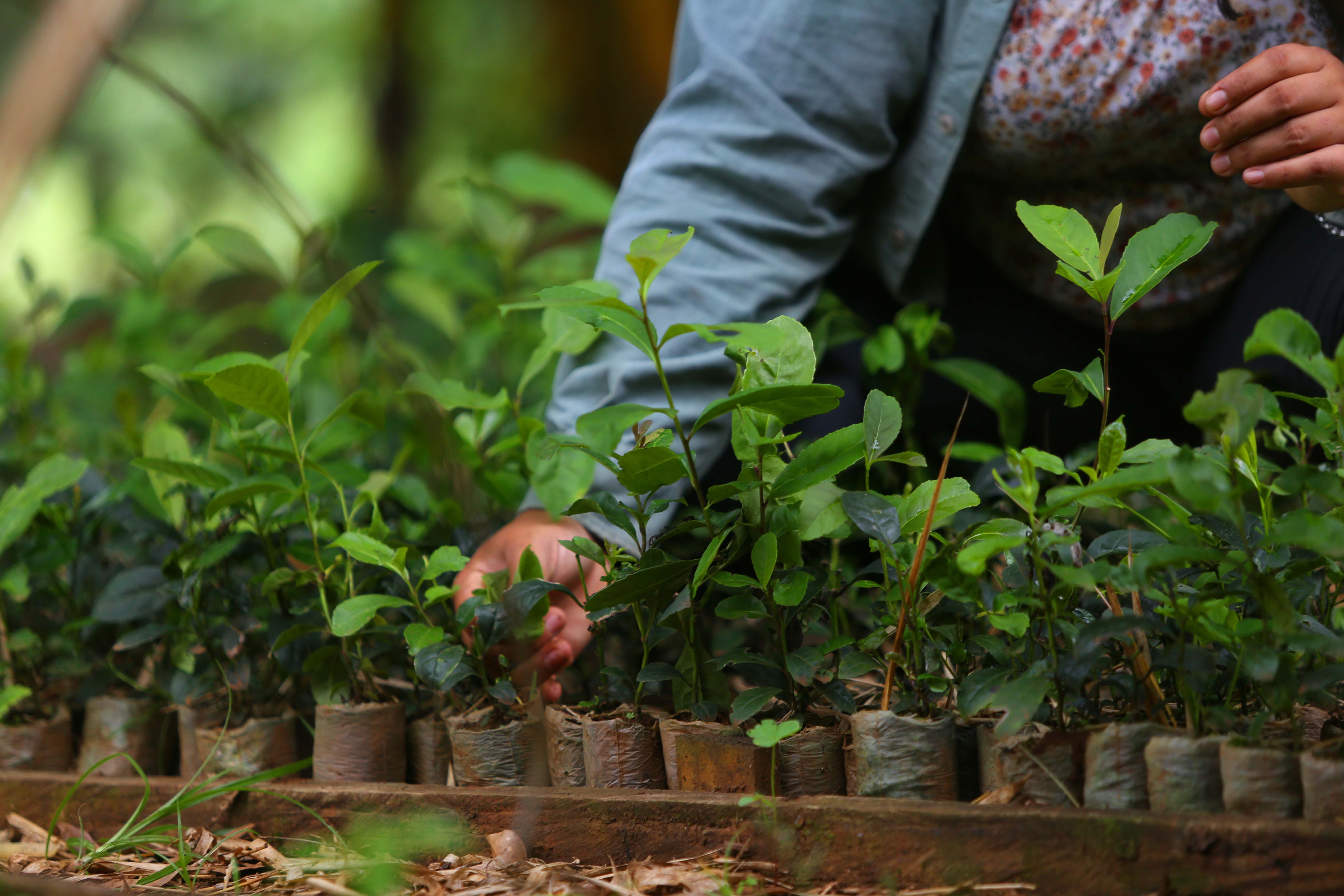 Pricila plant stekjes