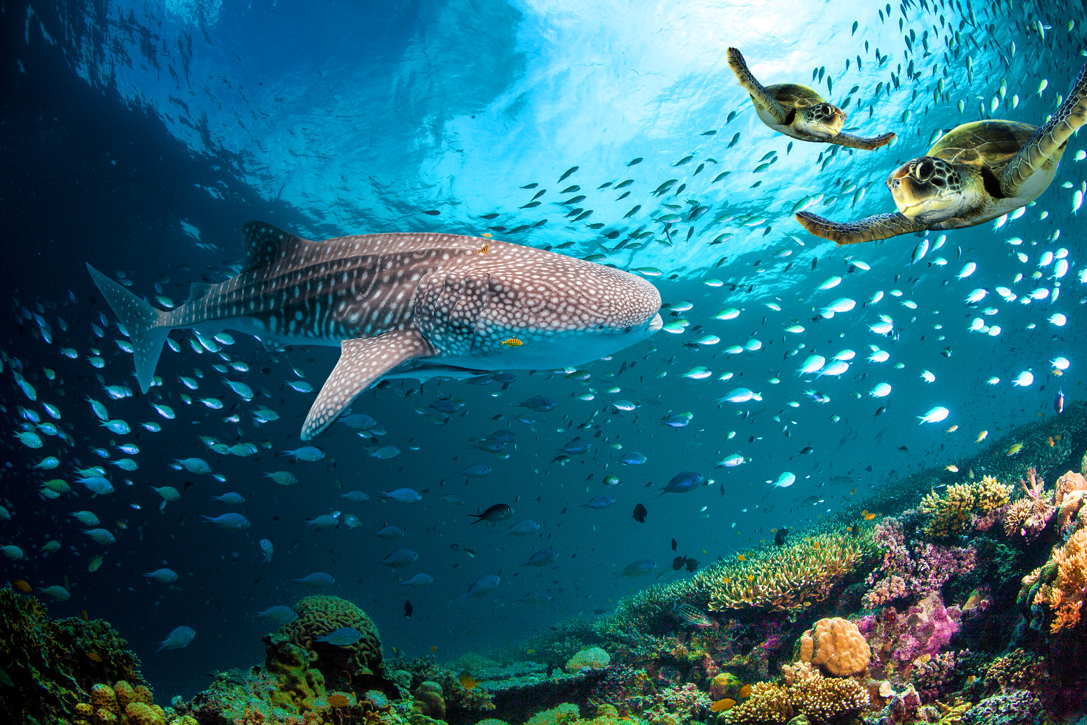 Walvishaai in de oceaan