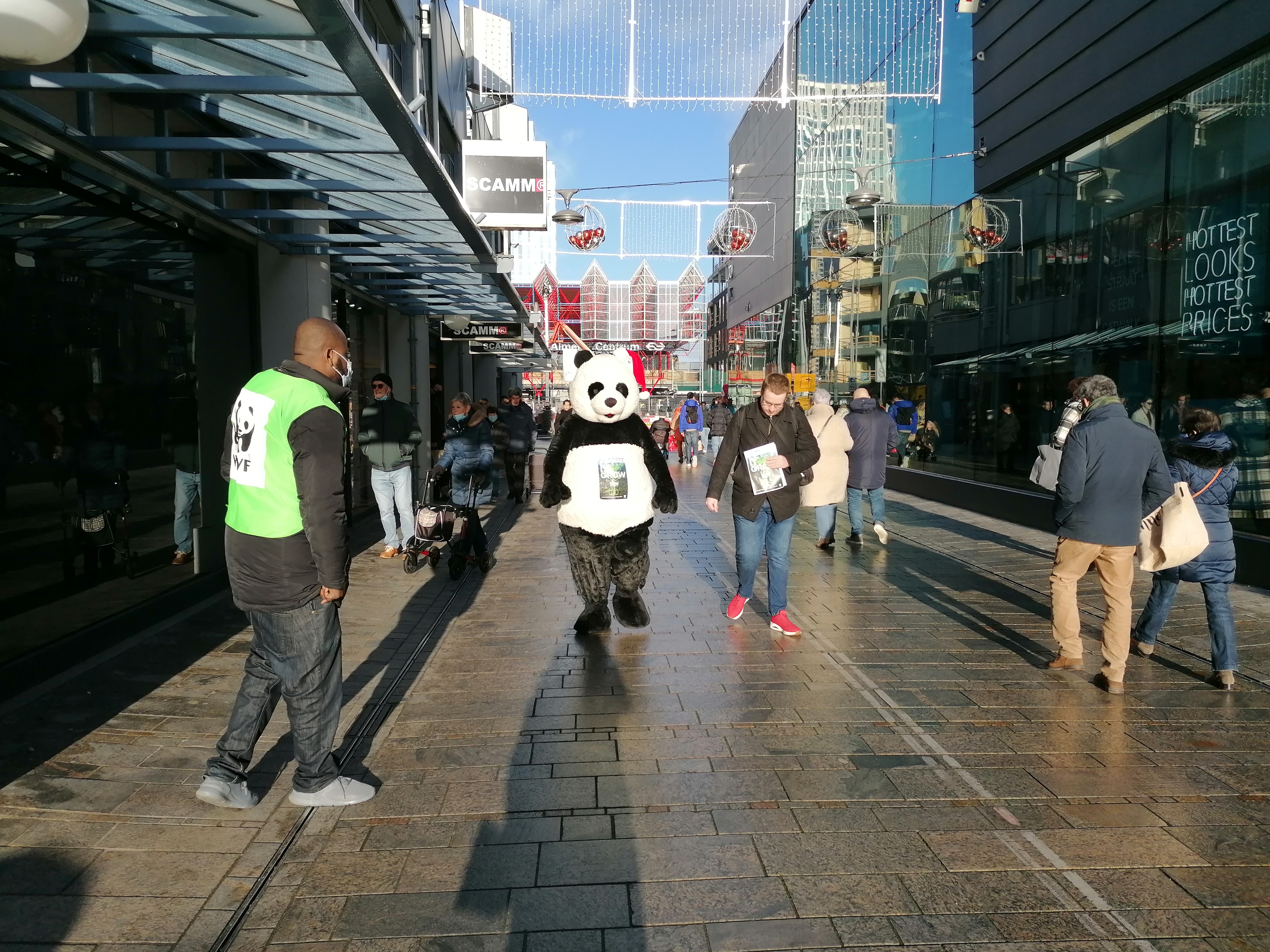 Panda loopt over straat in Flevoland