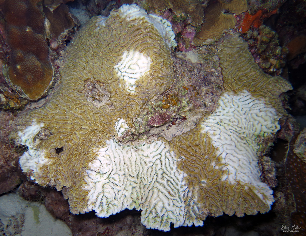 Koraal aangetast door stony coral tissue loss disease