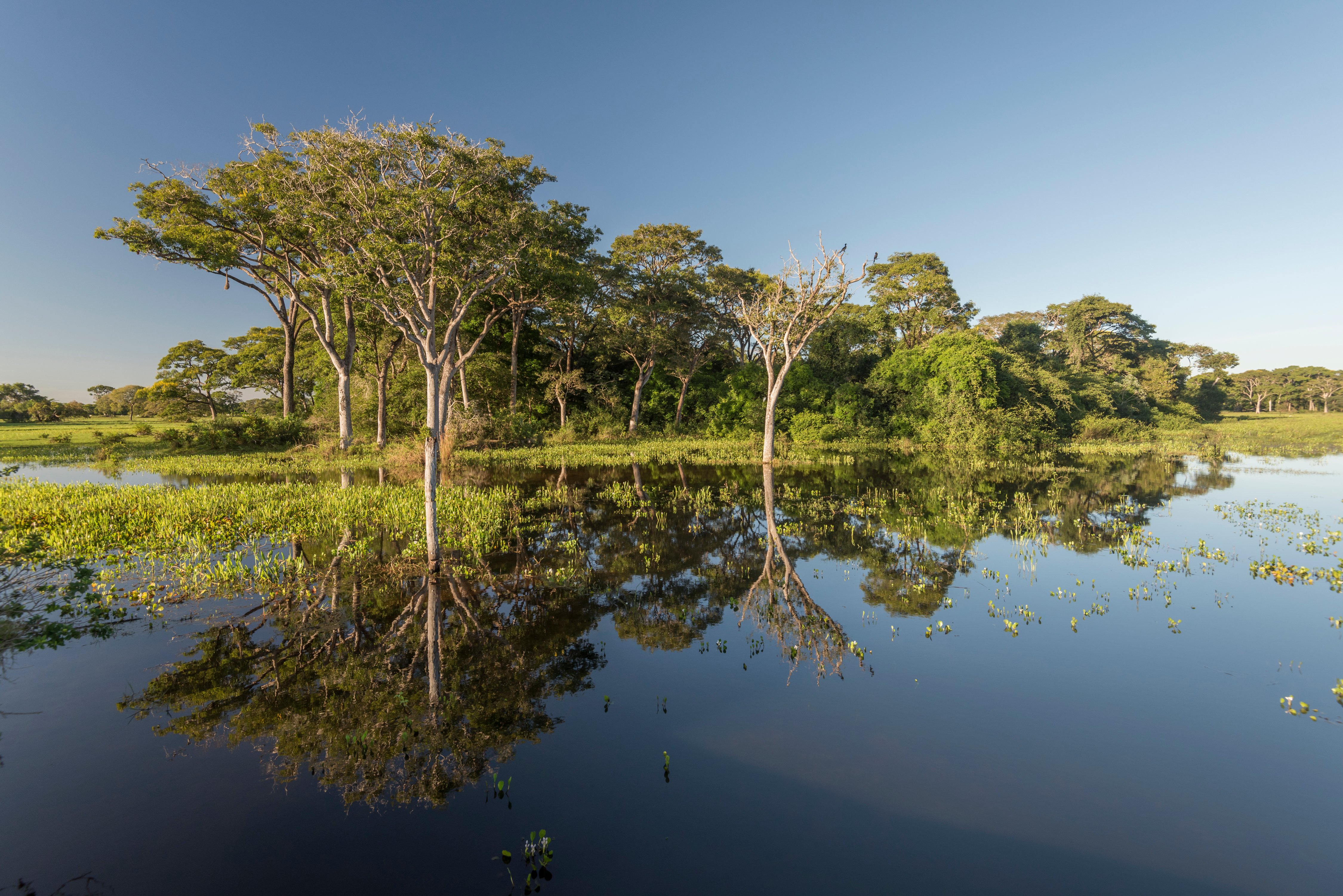 бразилия леса амазонии. почвы растительность животный мир бразилии. почвы растительность животный мир бразилии. природно климатические условия бразилии. почвы растительность животный мир бразилии.