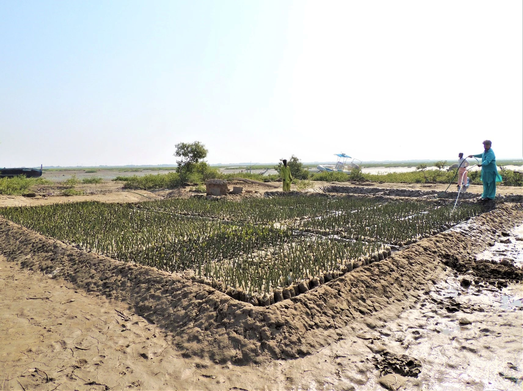 Aangeplante mangrove in Pakistan