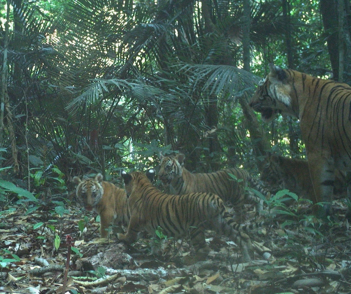 Mother and 4 cubs _Credit WWF-Malaysia-PSPC.jpg