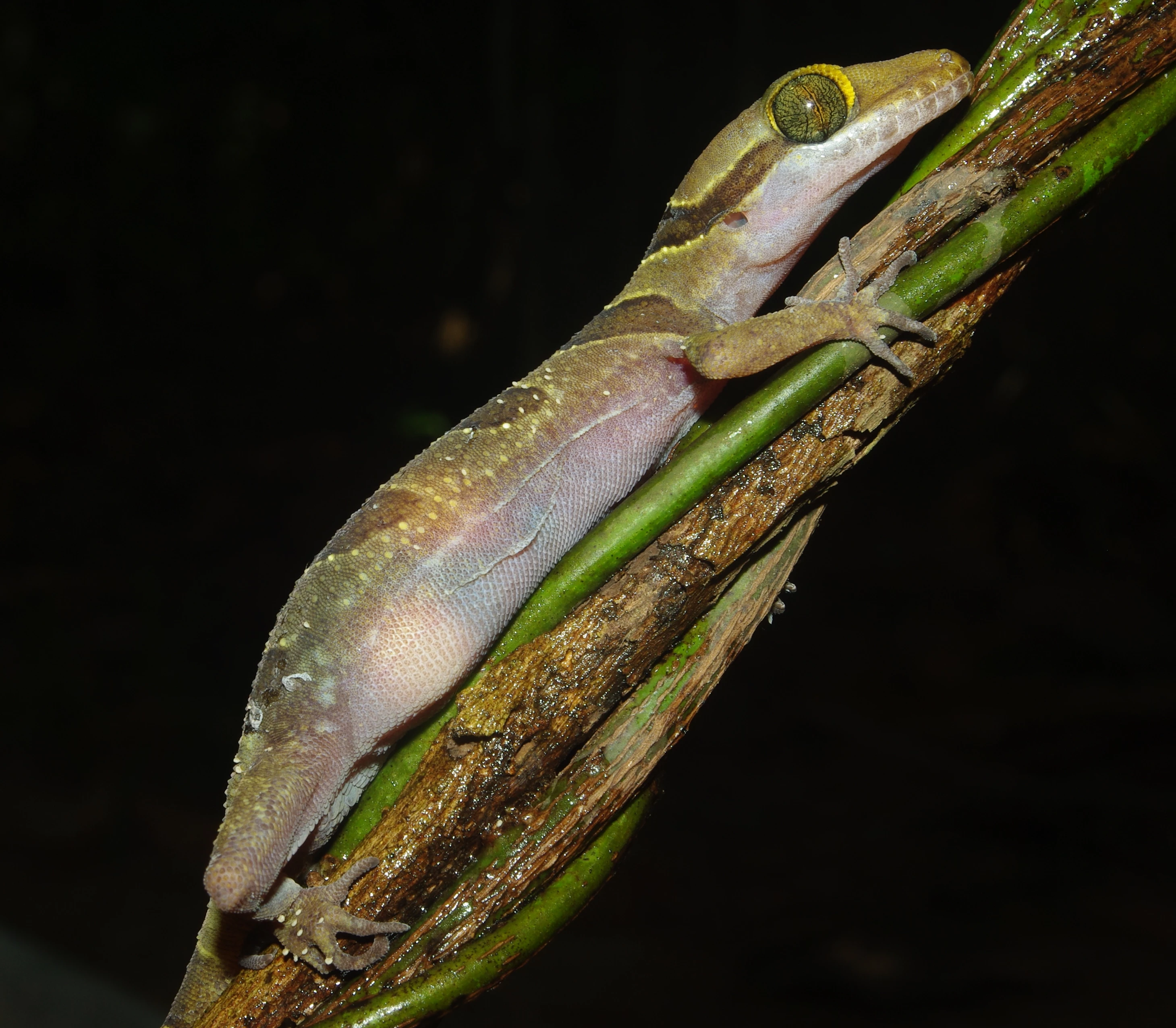 CLEAN_Cyrtodactylus kulenensis - © Peter Geissler_Cambodia.JPG
