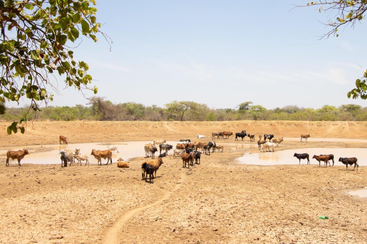 koeien opgedroogde waterplek
