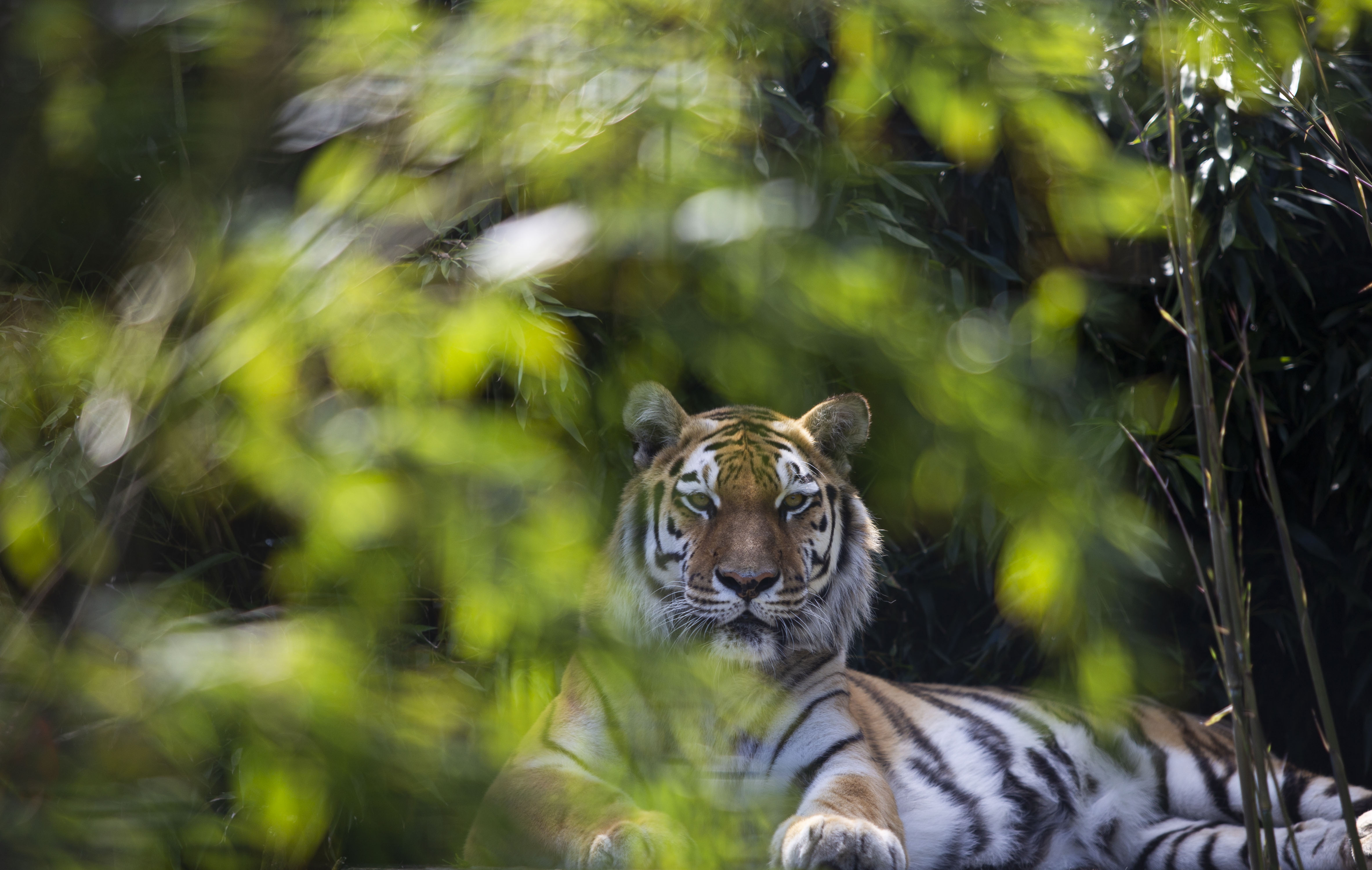 Tijger bij Stichting Leeuw
