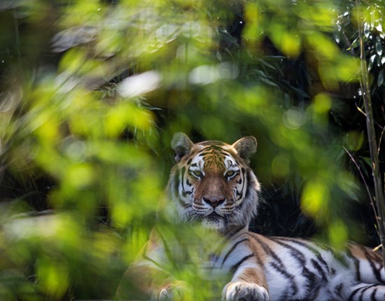 Tijger bij Stichting Leeuw