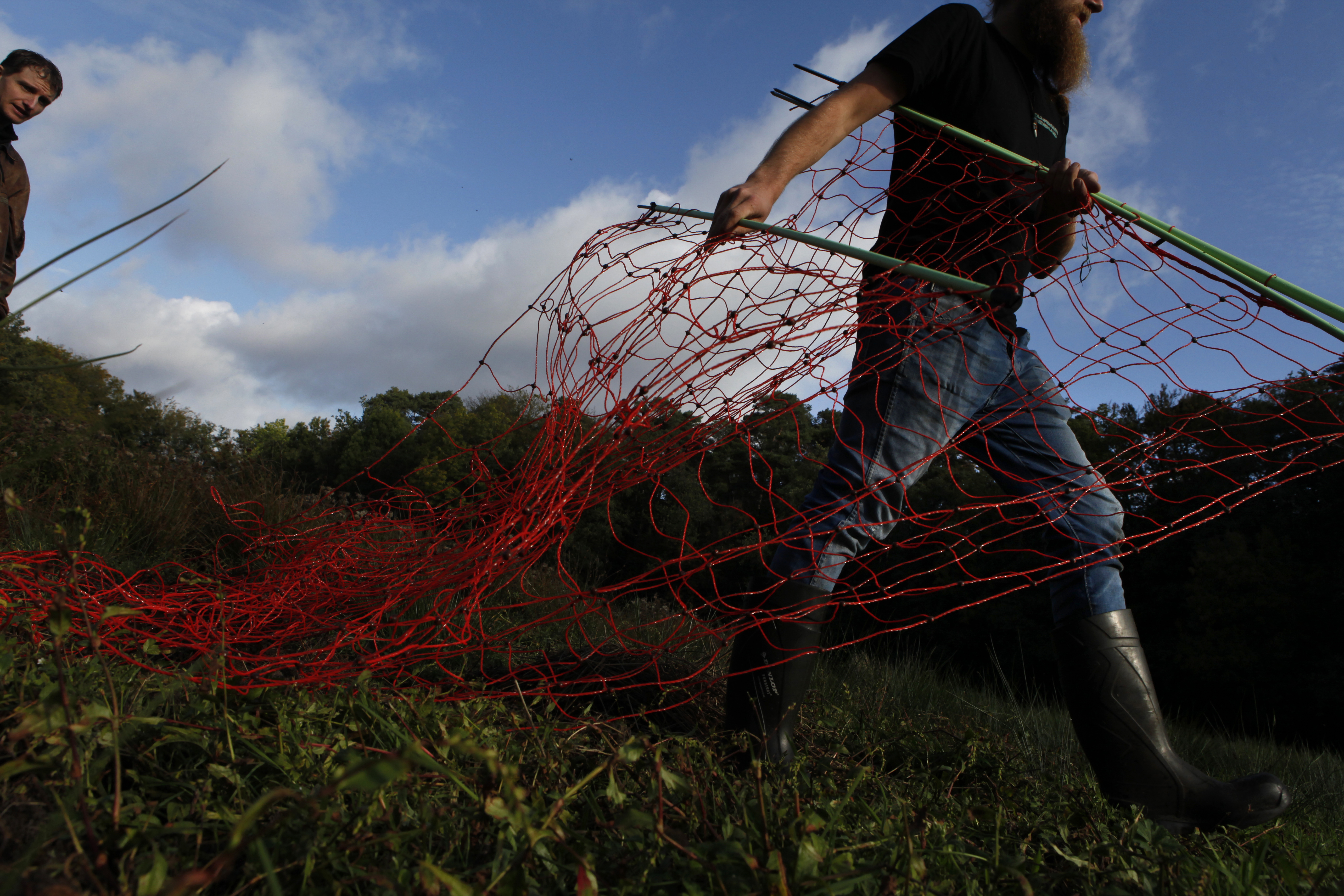 Vrijwilligers van Wolf-Fencing Nederland plaatsen een net op de Veluwe om aanvallen van wolven op vee te voorkomen