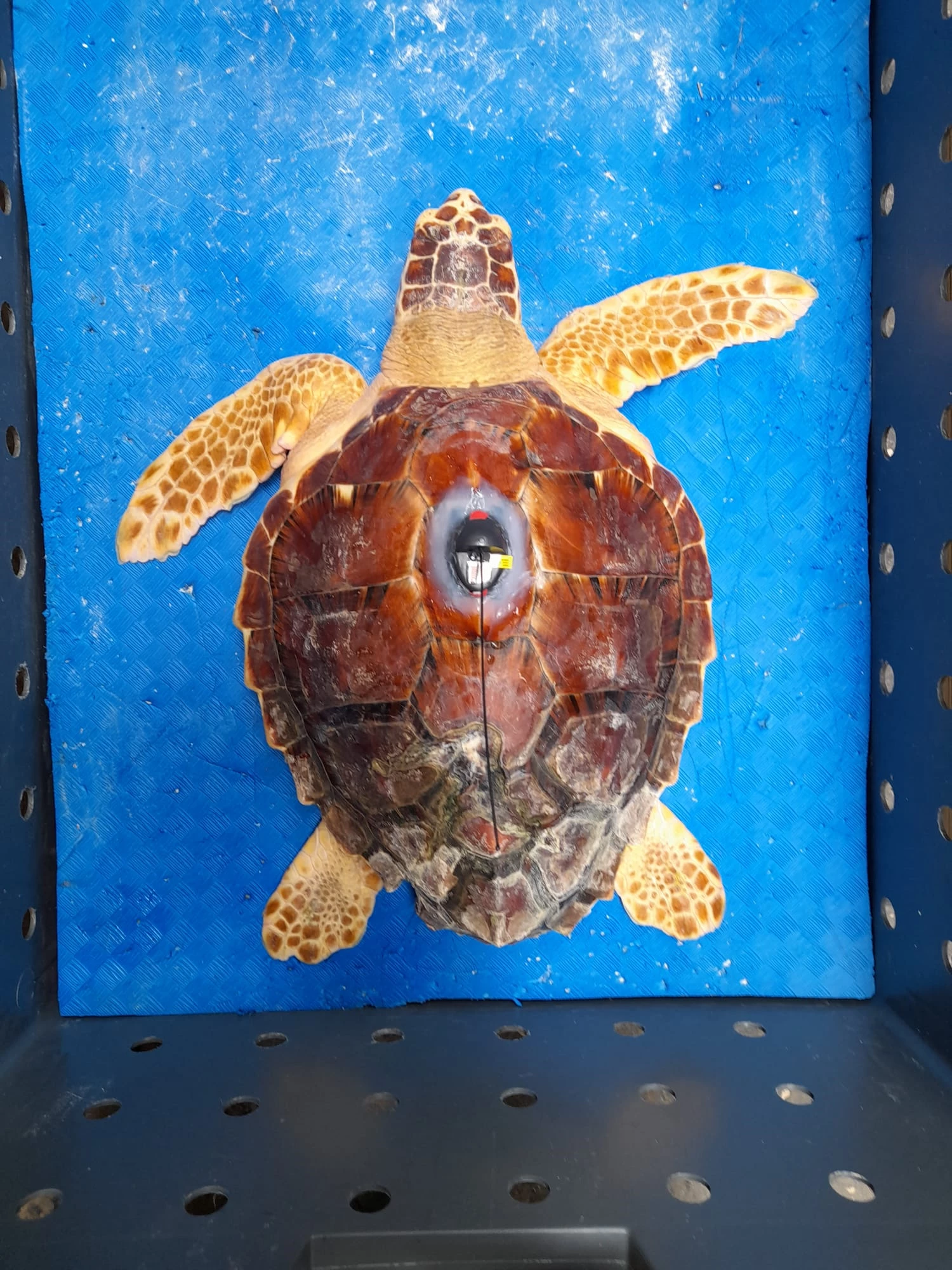 WhatsApp Image 2025-06-23 at 17.20.48.jpeg