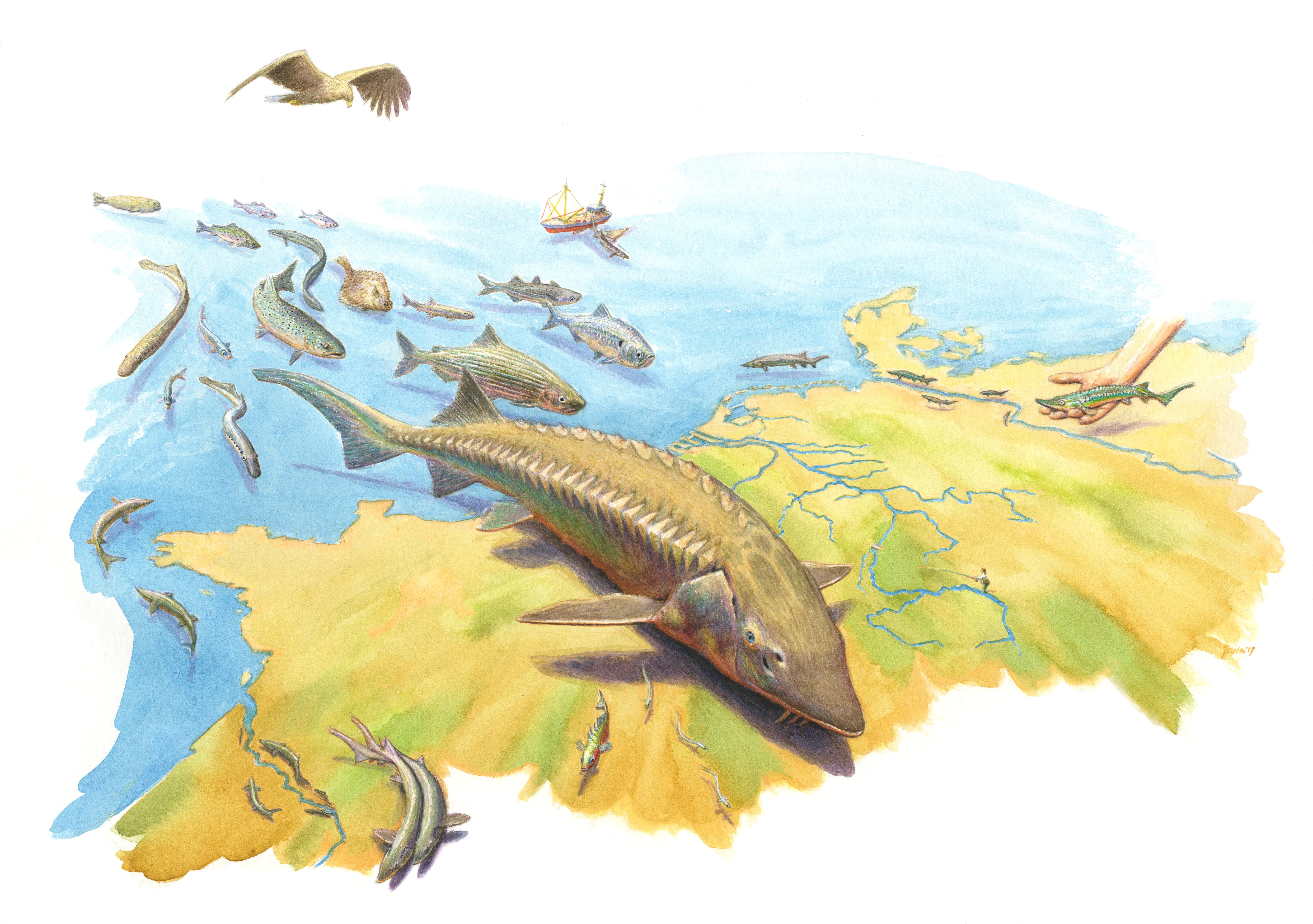 steur boegbeeldsoort Rijn groen zonder tekst.jpg