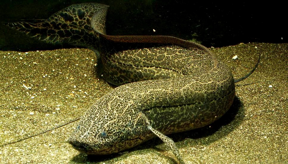 Solomon David_Marbled_Lungfish.jpg