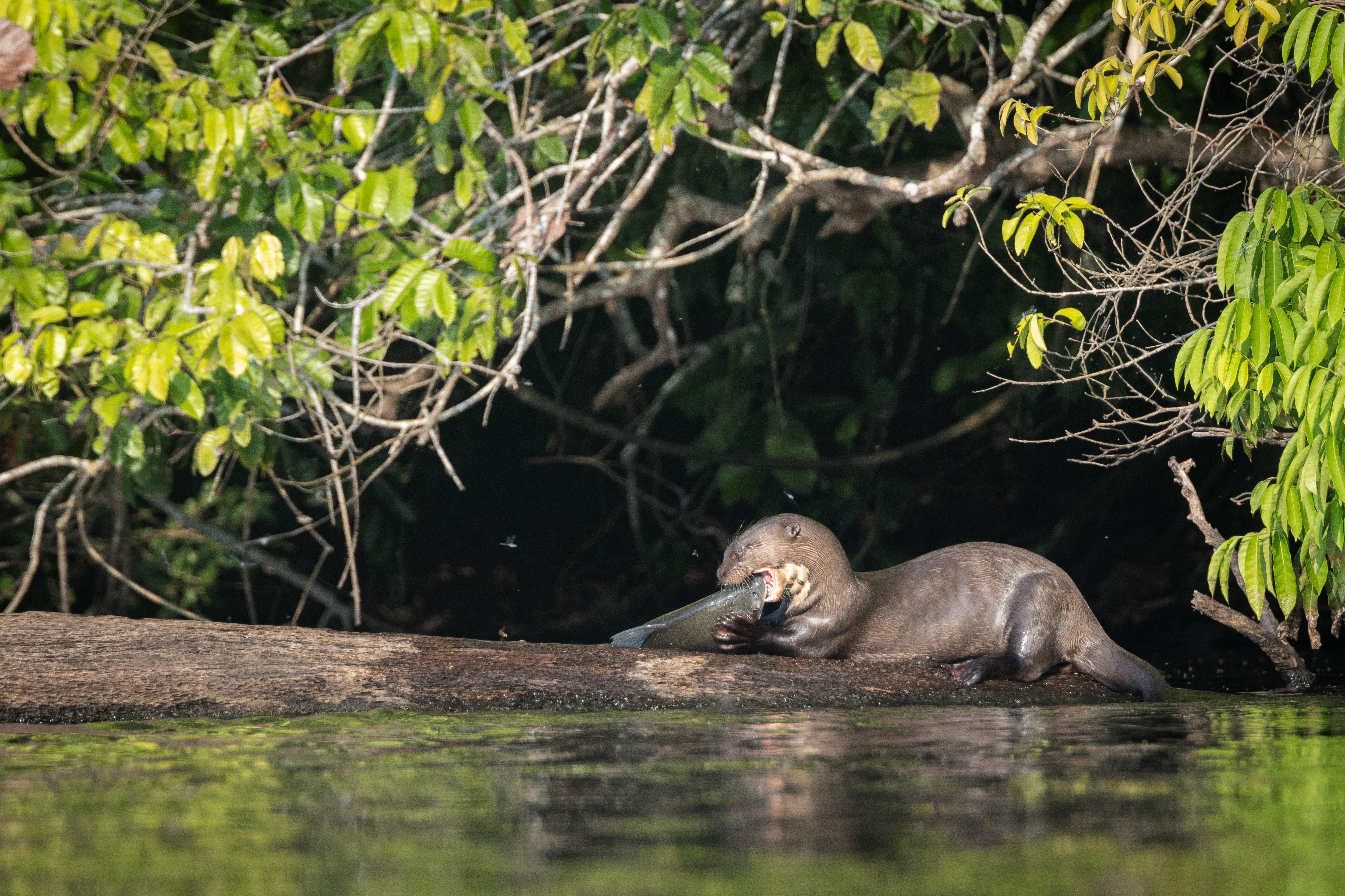 Juvenile Giant River Otter enjoying the big fish that adults gave it. Tambopata, Madre de Dios, Peru, &copy; WWF-US  Marlon del Aguila.jpg