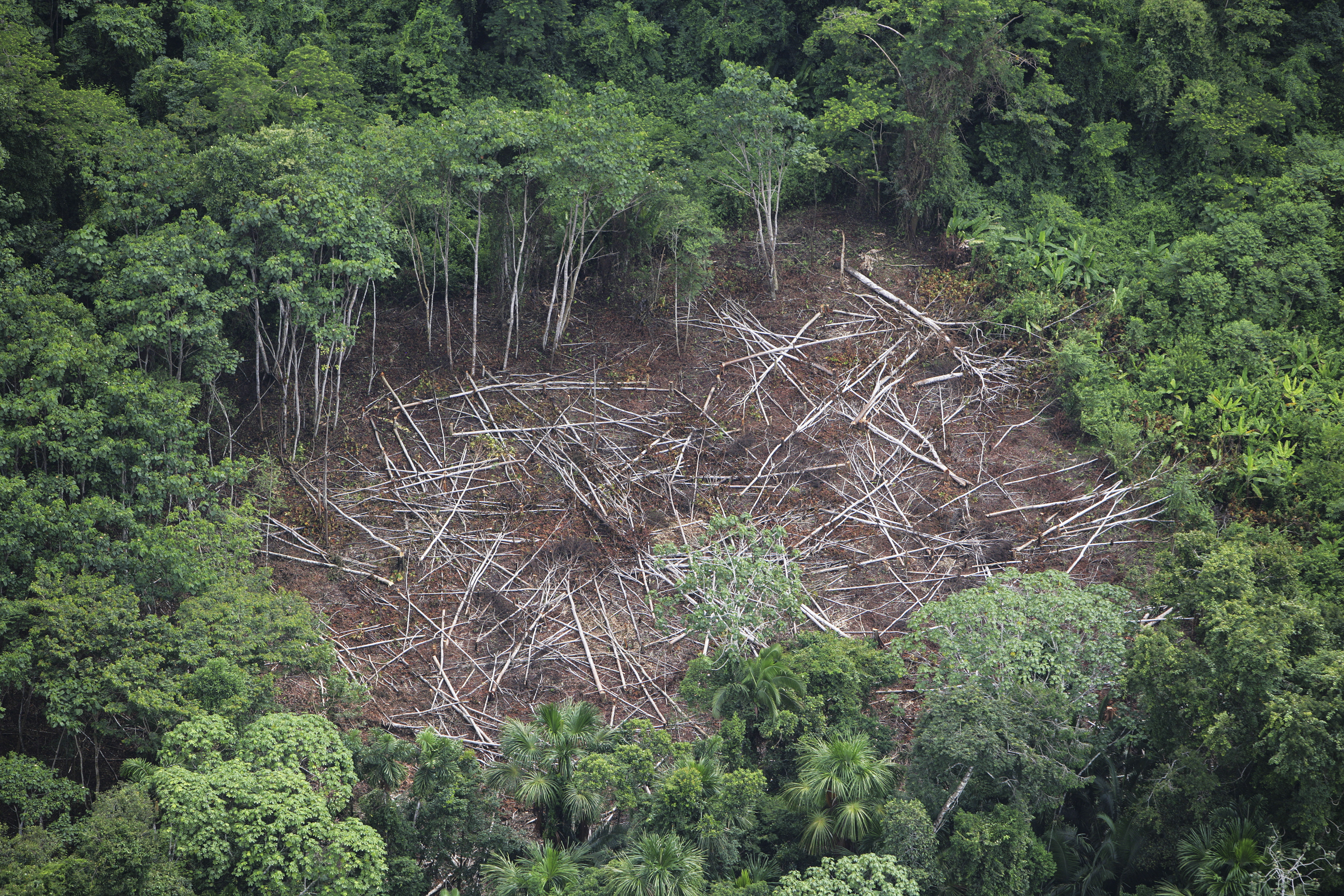 Обезлесивание. Обезлесение Бразилии. Вырубка тропических лесов Амазонии. Вырубка тропических лесов в Бразилии. Обезлесение тропических лесов.