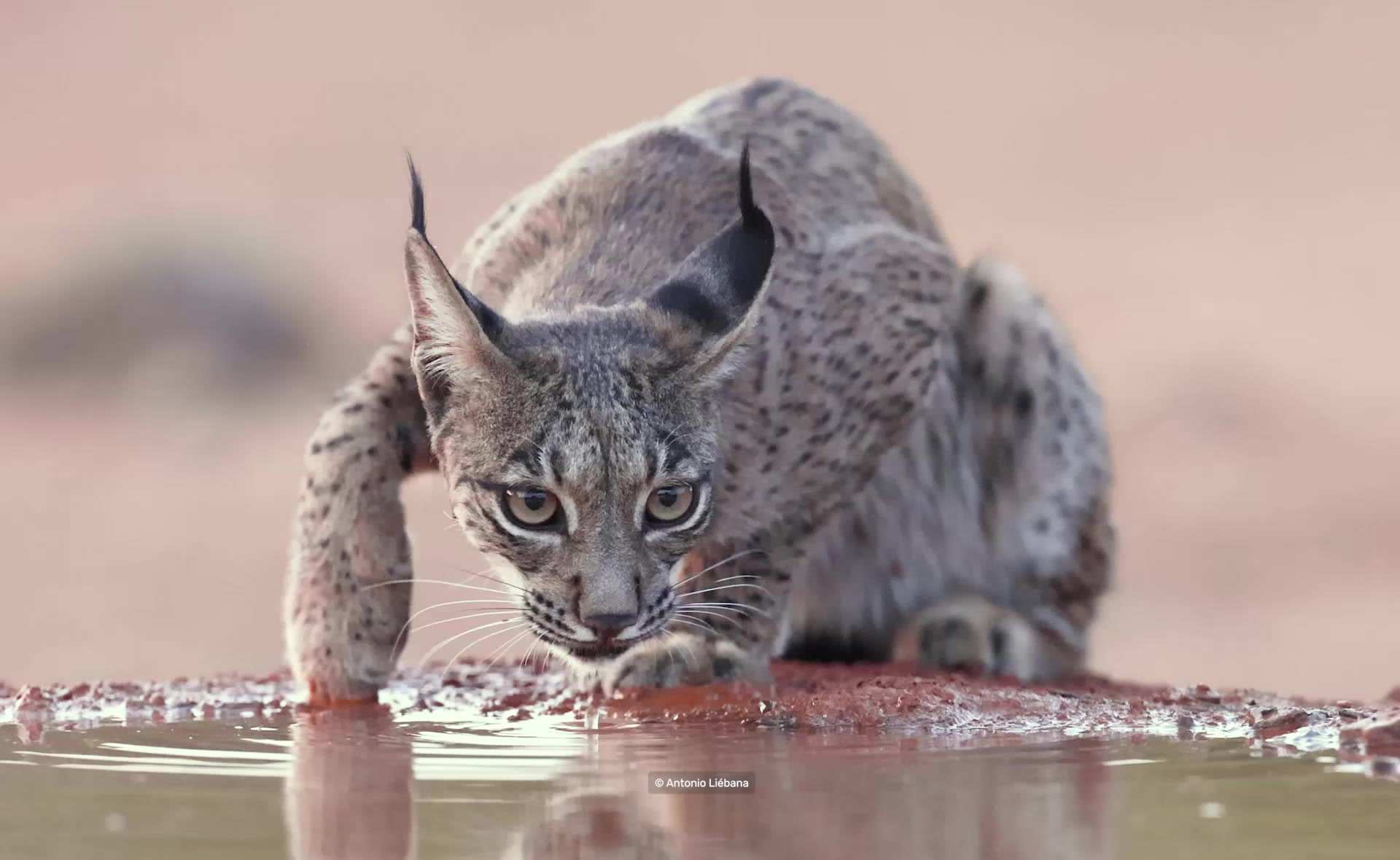 Lynx uit video Allard Pierson