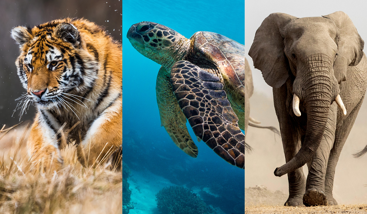 Header Living Planet Report 2026 Met een tijger, een zeeschildpad en een olifant