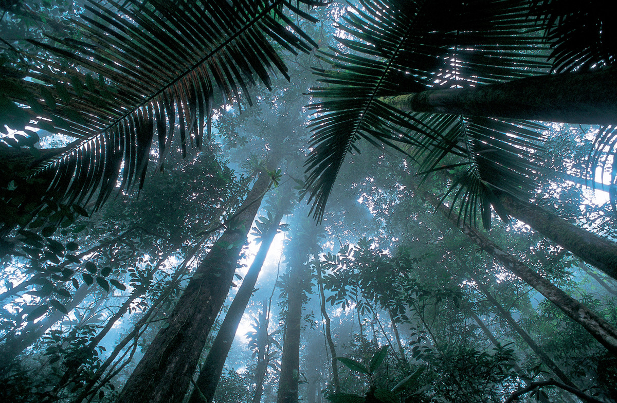 Bomen in het Atlantisch Regenwoud vanaf beneden