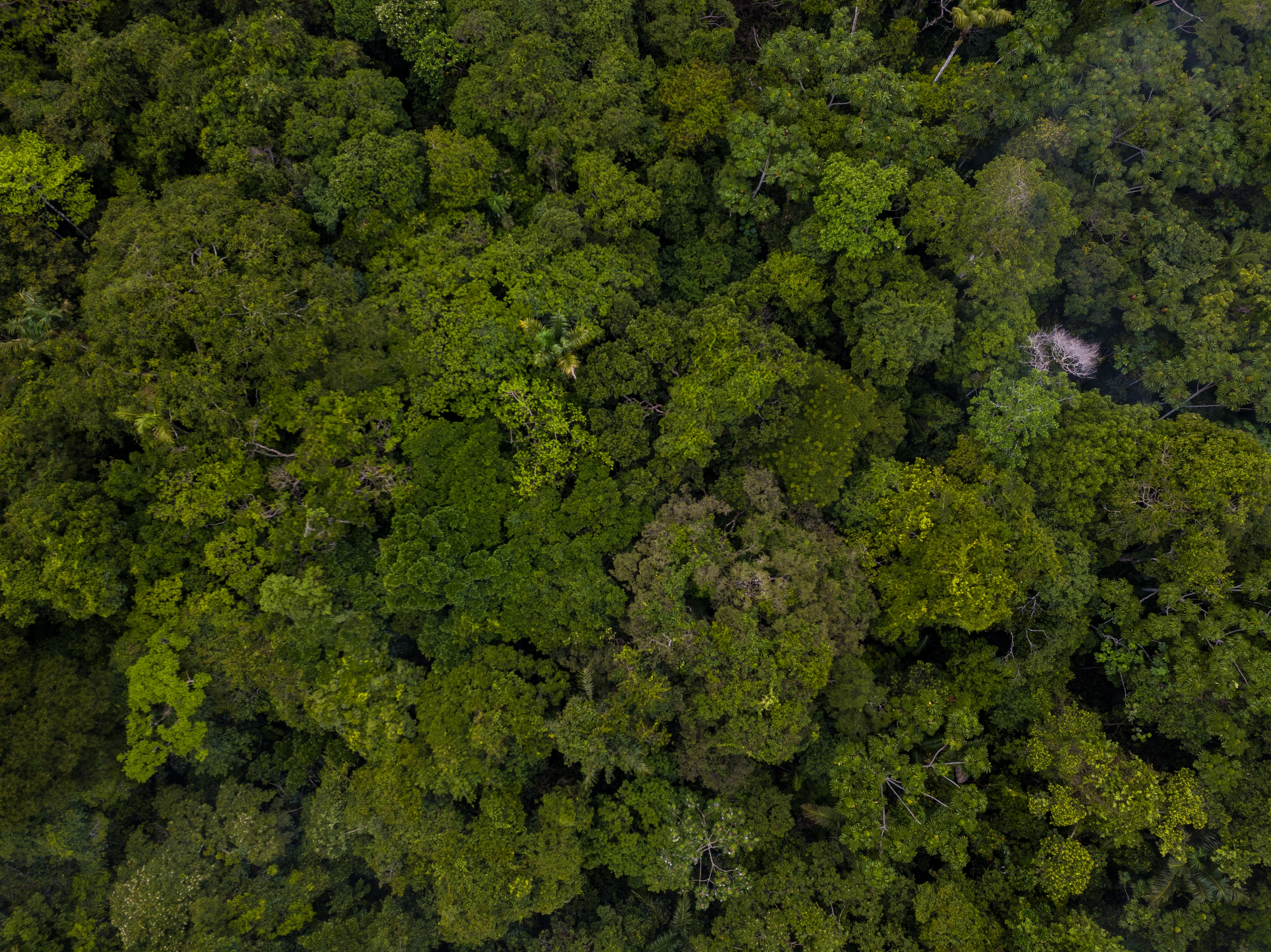 Bladerdak Amazone, Colombia WW2134919