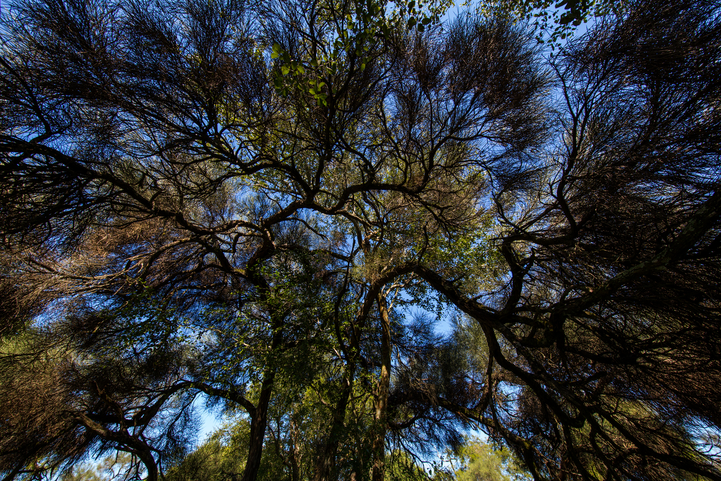 Boomtoppen vanaf beneden gezien