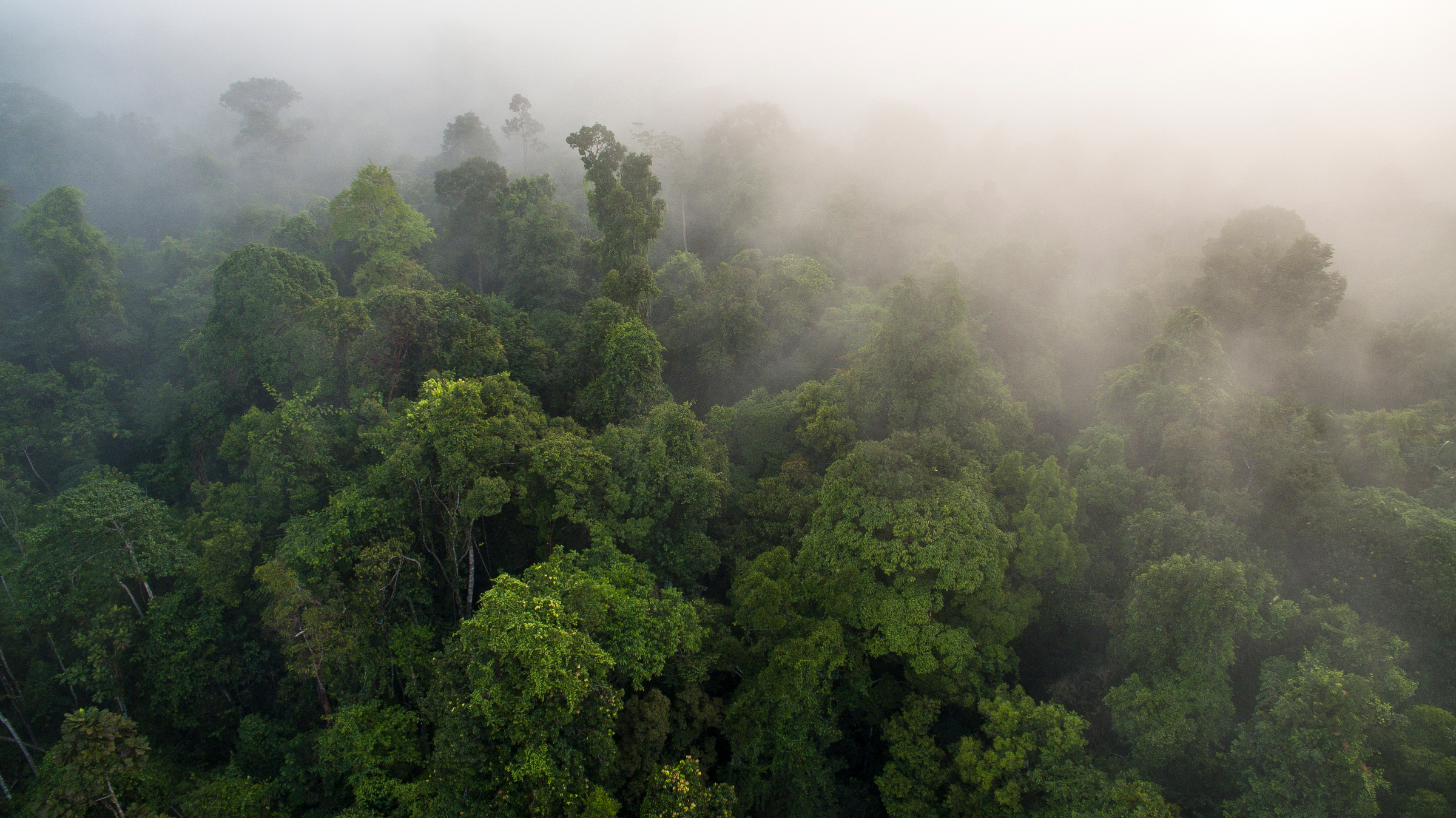 Luchtfoto van een bos in de mist