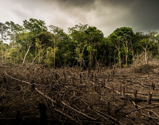 Een stuk gekapt bos in de Amazone, op de achtergrond staan nog overgebleven bomen