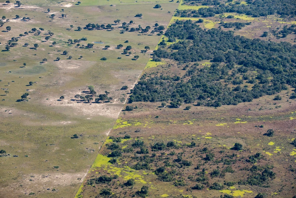 Ontbossing Cerrado en Pantanal Mato Grosso do Sul, Brazilië WW2128495