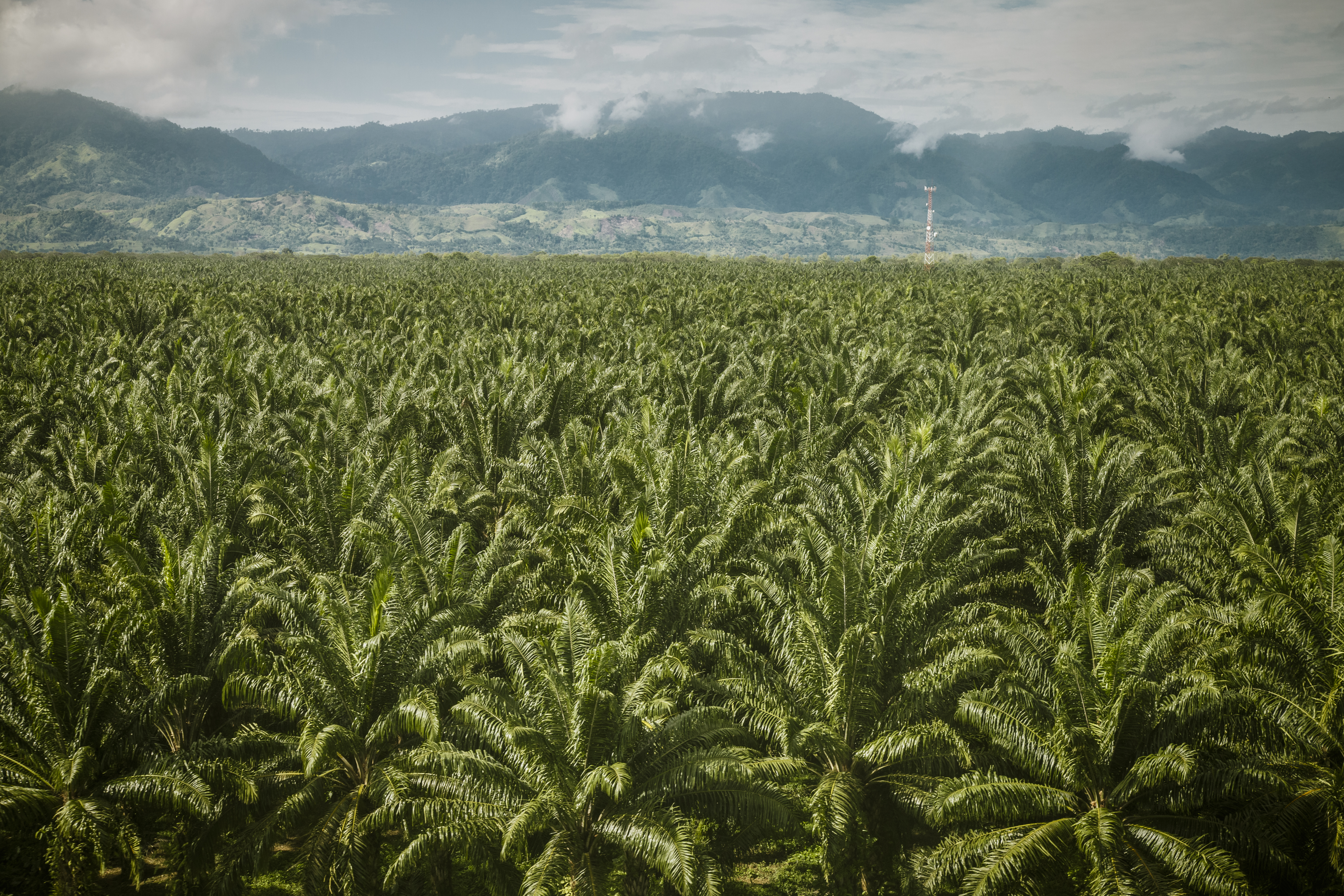 Luchtfoto van een palmolie plantage