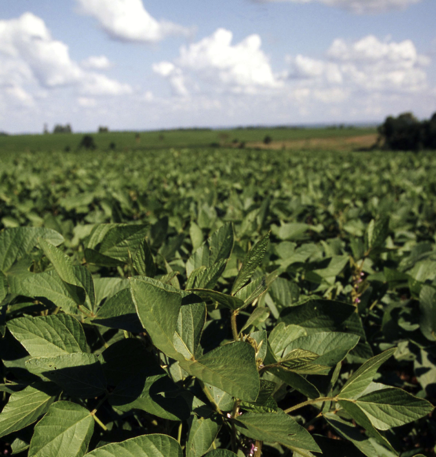 Soja planten in een veld