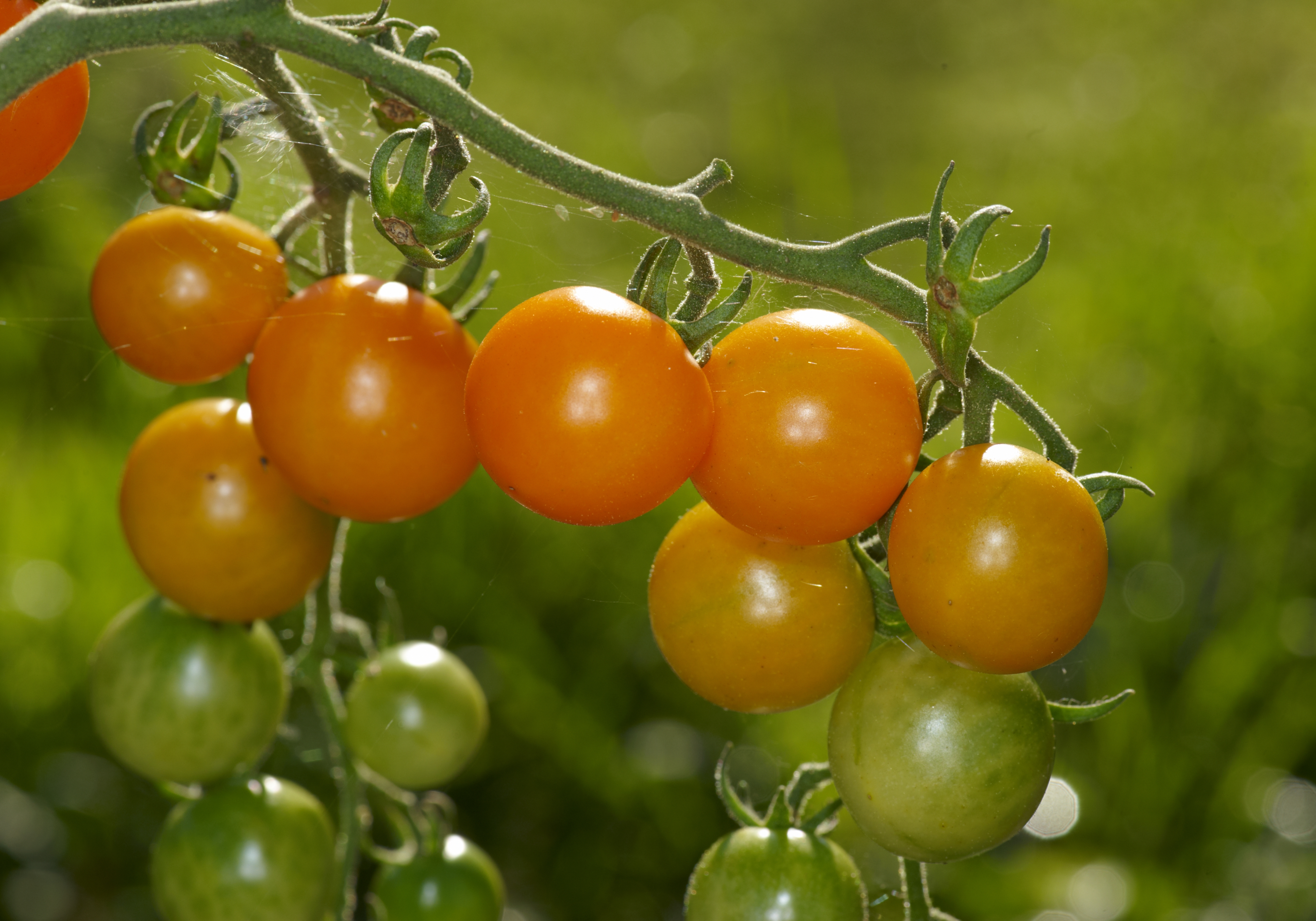 tros rijpe en onrijpe tomaten