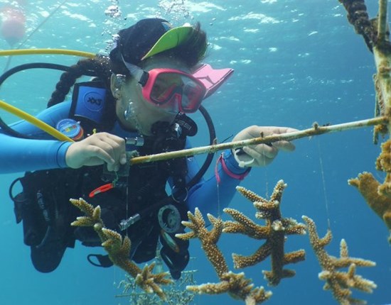 vrouw duikt en bevestigd stukjes koraal