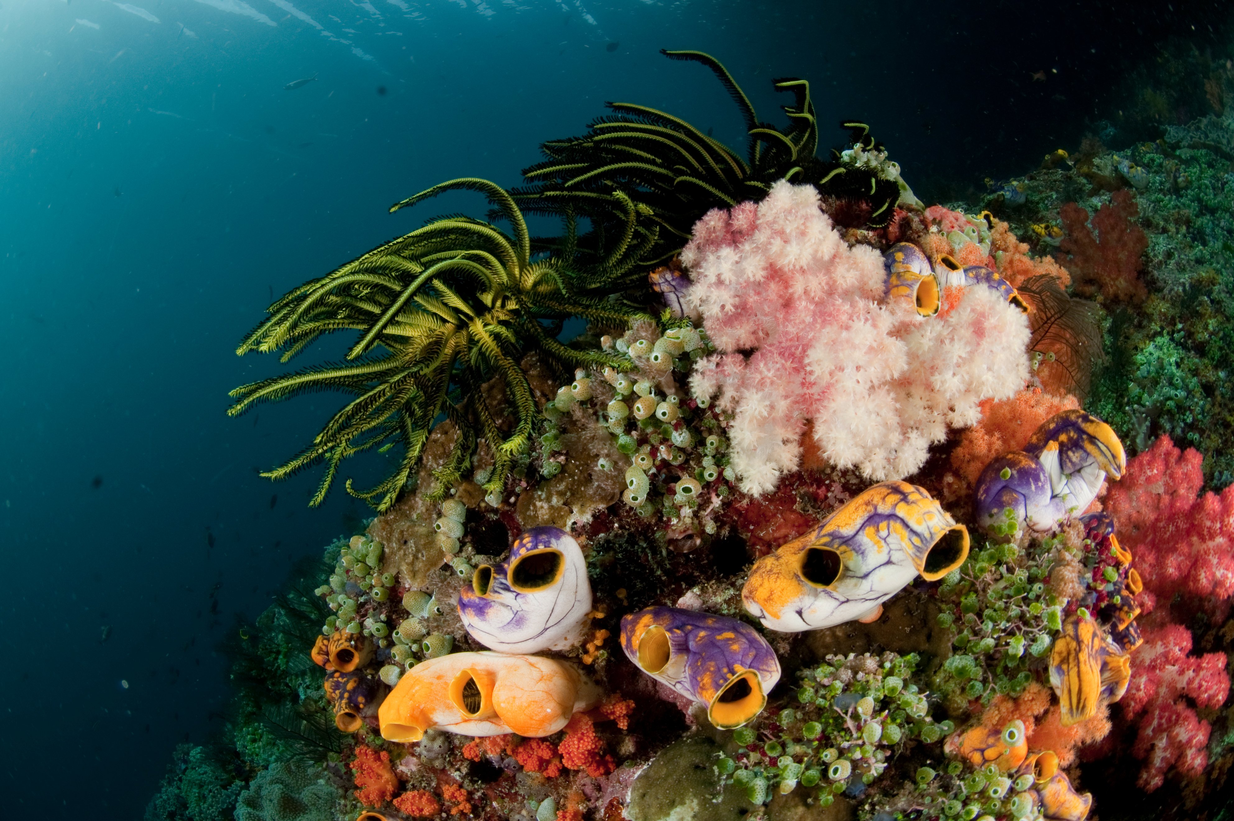 Koraal in Indonesië