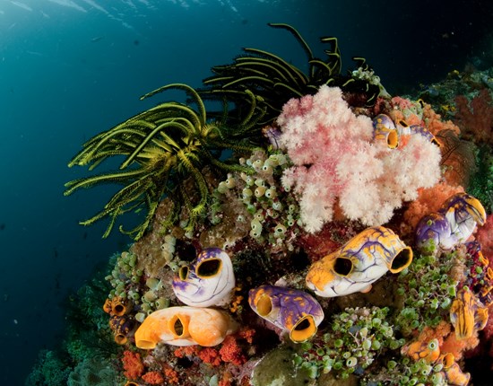 Koraal in Indonesiƫ